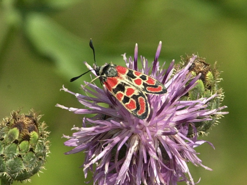 zygaena_carniolica3md