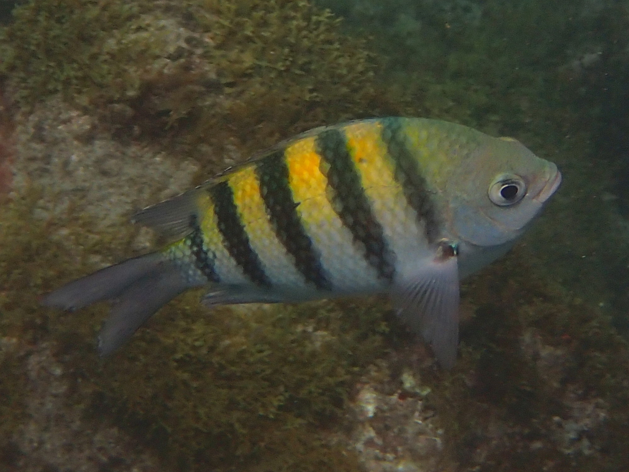 abudefduf_saxatilis1sd