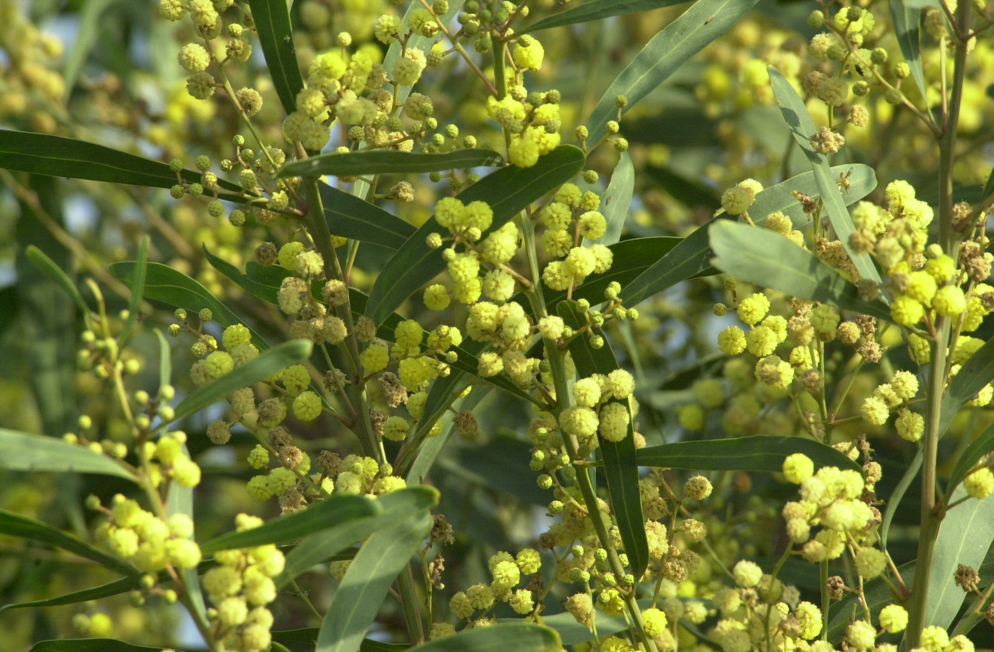 acacia_retinoides2bd