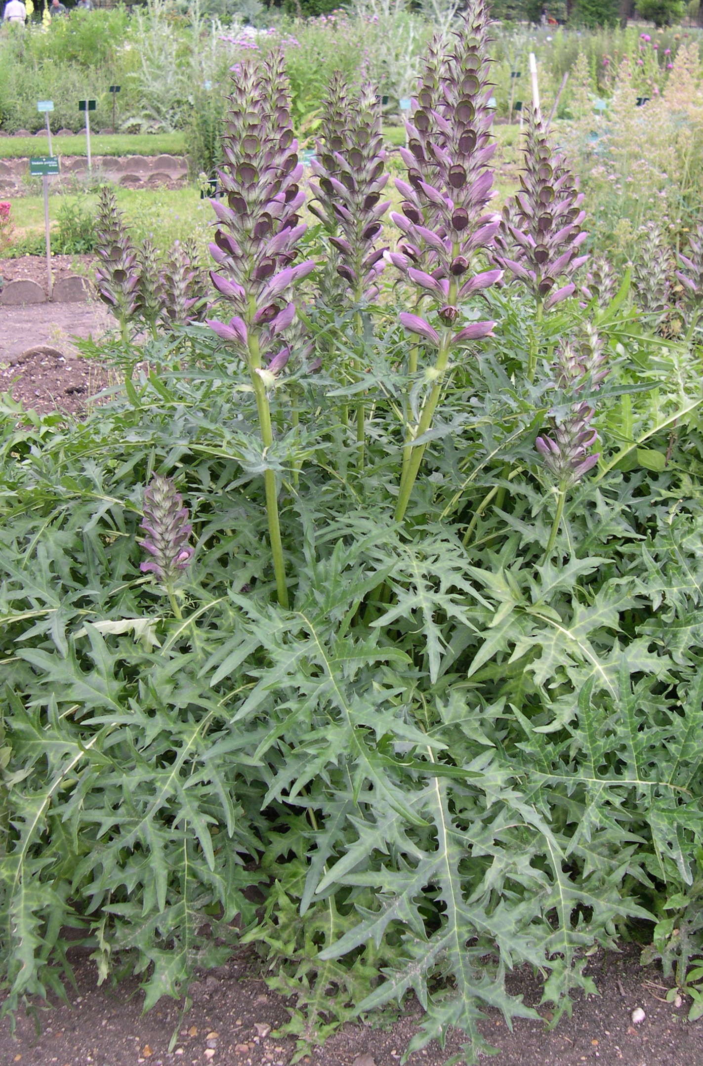 acanthus_spinosus2md