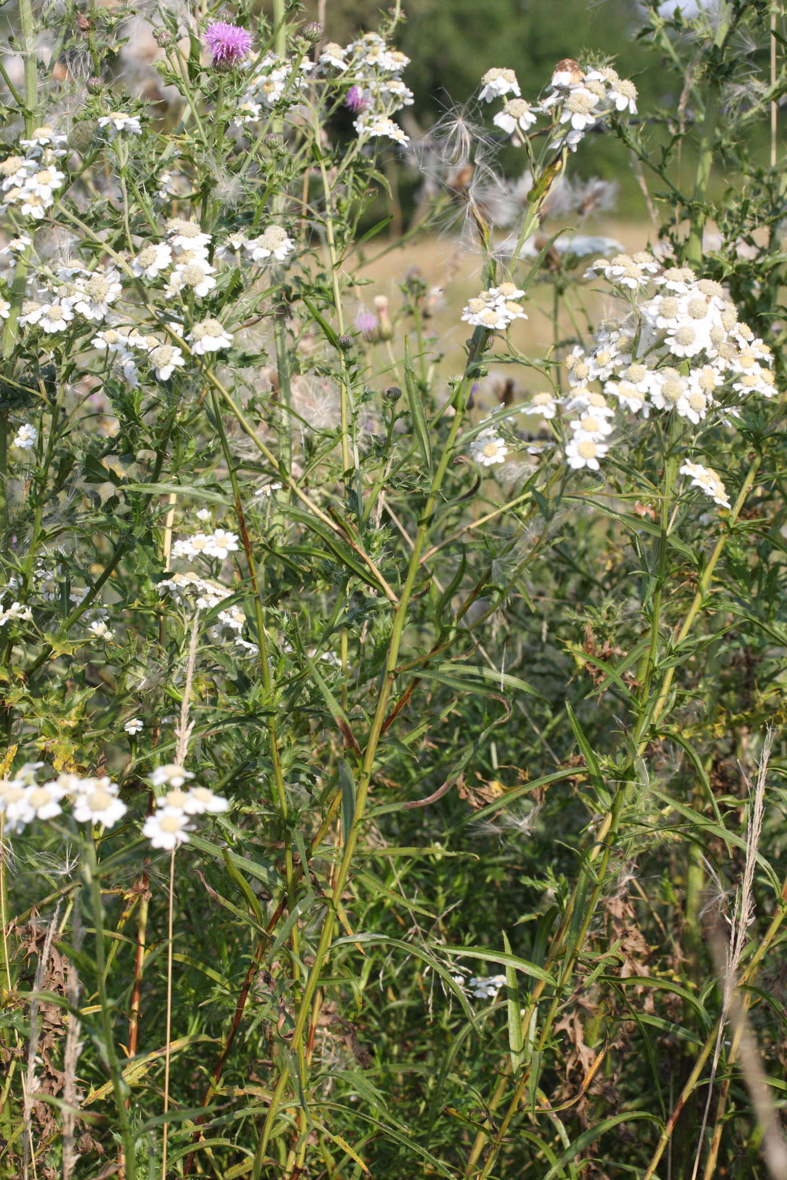 Achillea_ptarmica