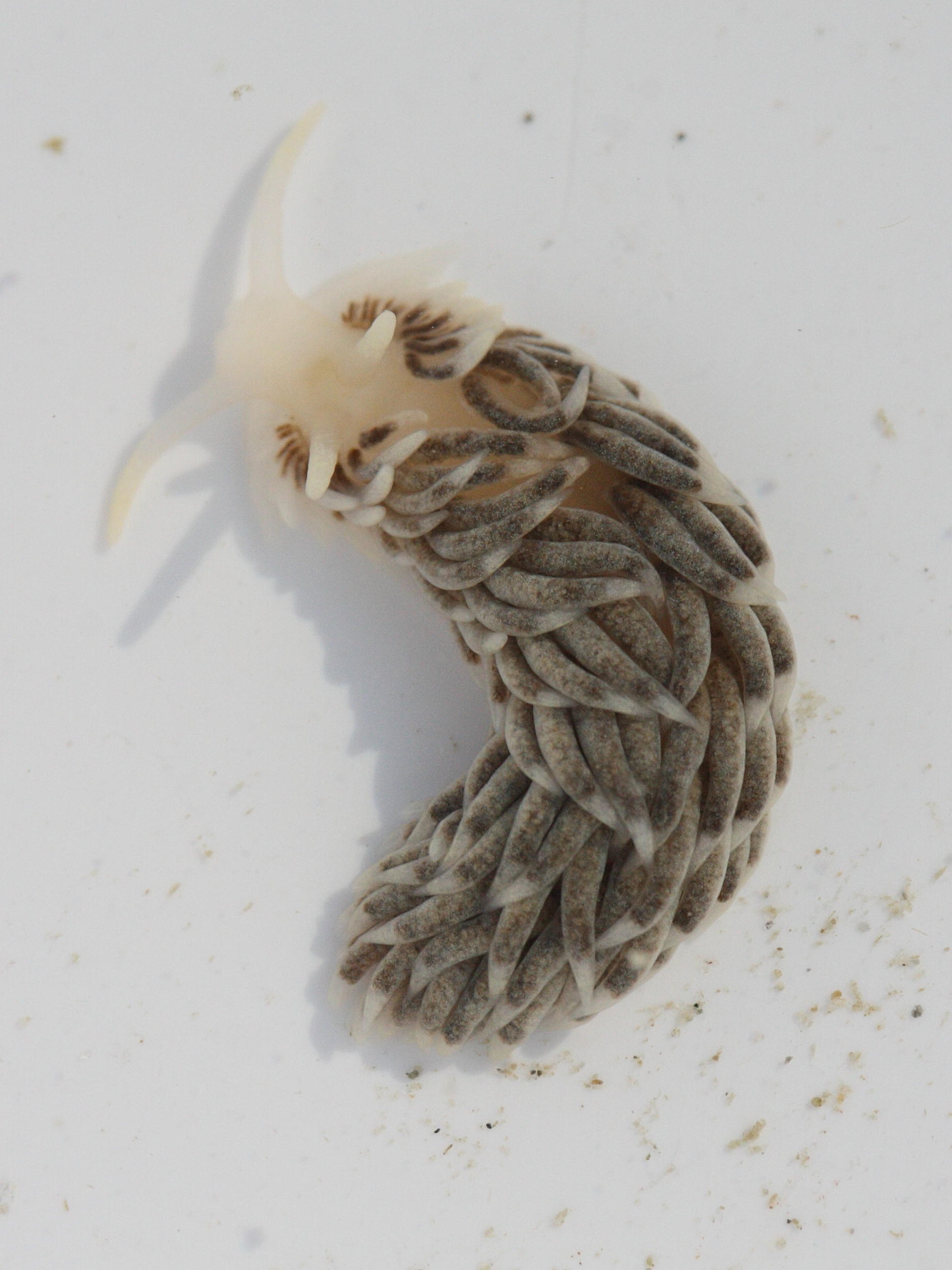 aeolidia_papillosa4md