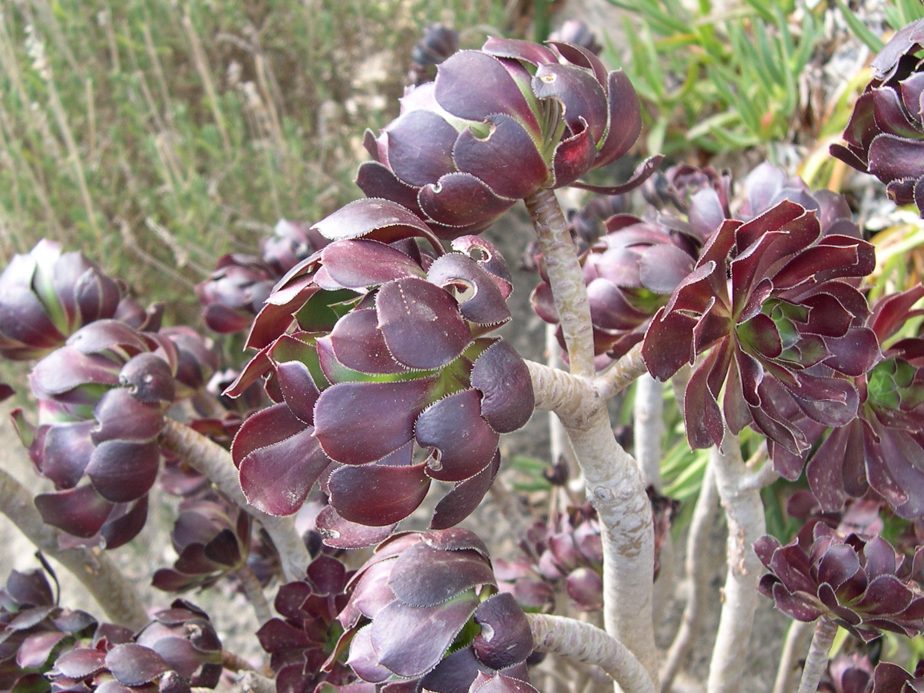 aeonium_arboreum1md