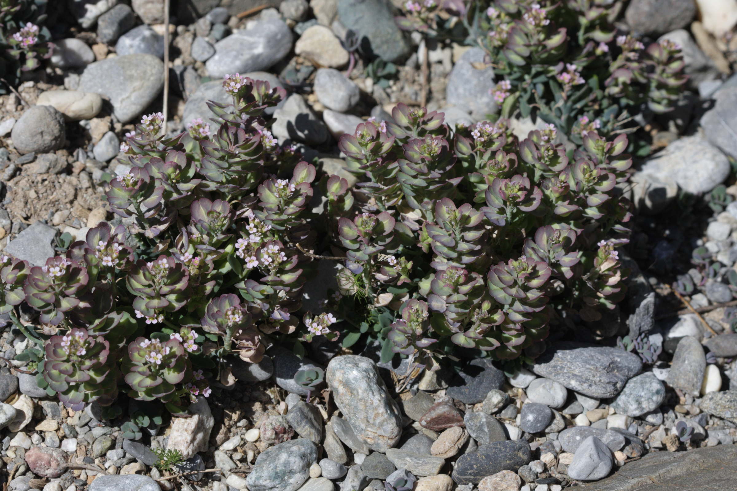 aethionema_oppositifolium1bd