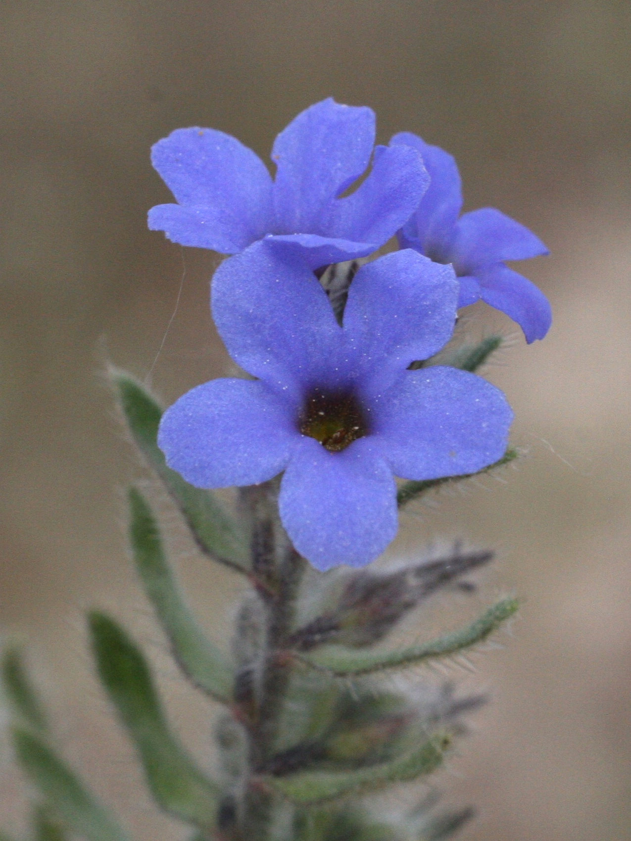 alkanna_tinctoria4md