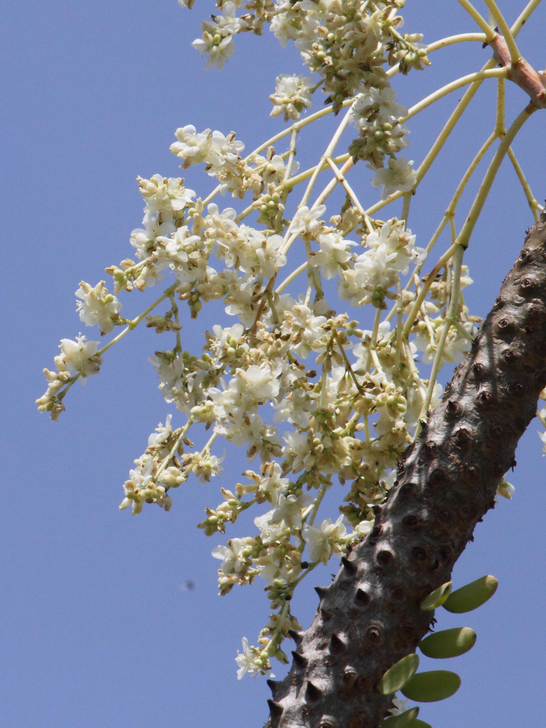 alluaudia_procera4bd