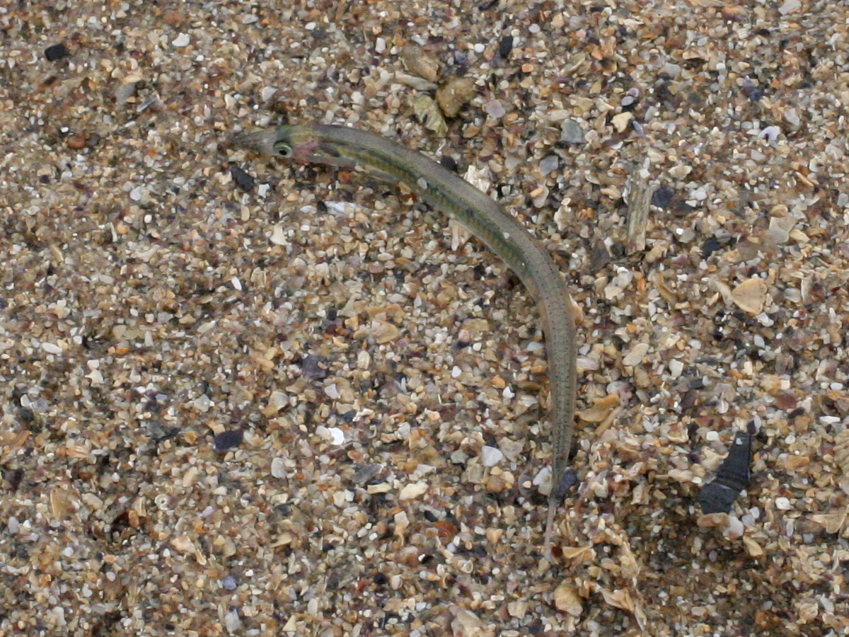 ammodytes_tobianus1bd