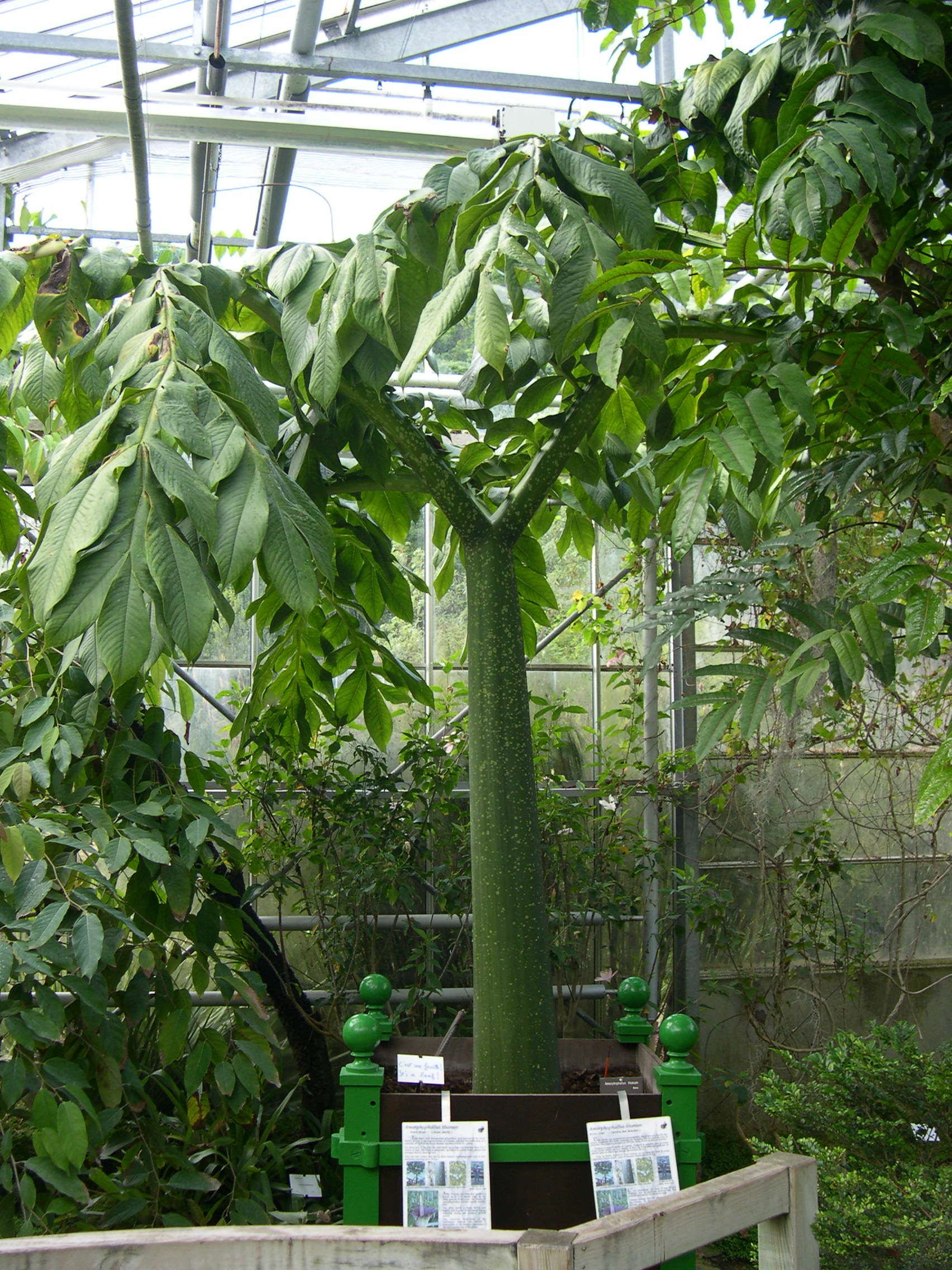 Amorphophallus_titanum