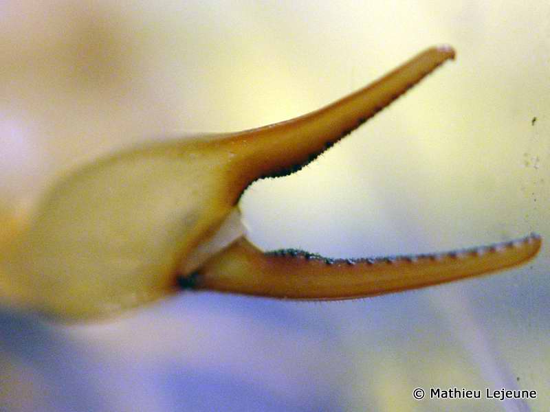 androctonus_australis3ml