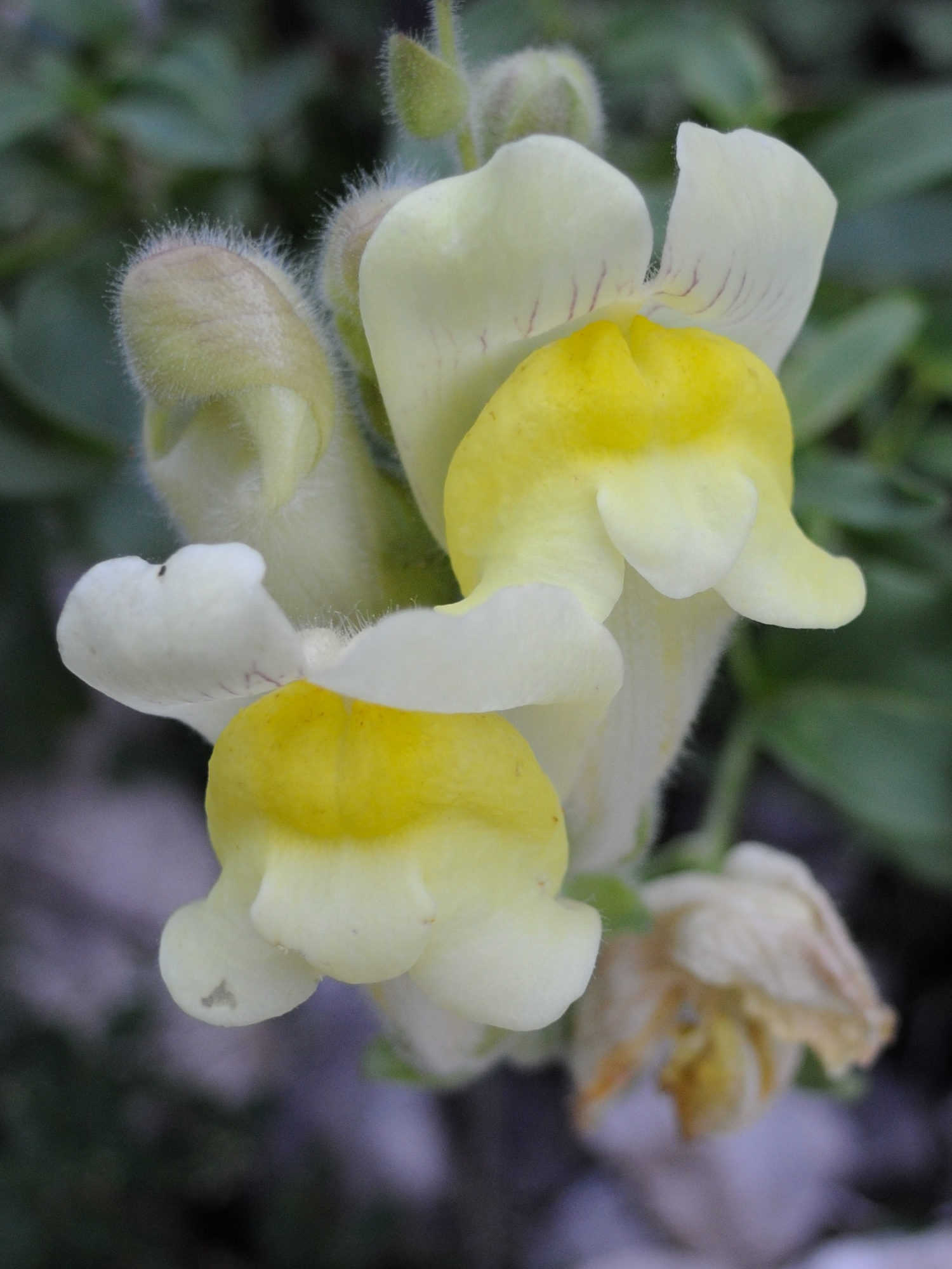 Afficher le média antirrhinum_majus_latifolium2md antirrhinum_majus_latifolium2md