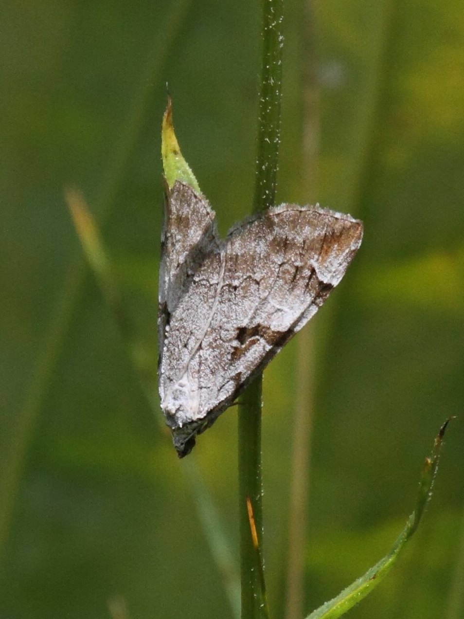 aplocera_praeformata2bd