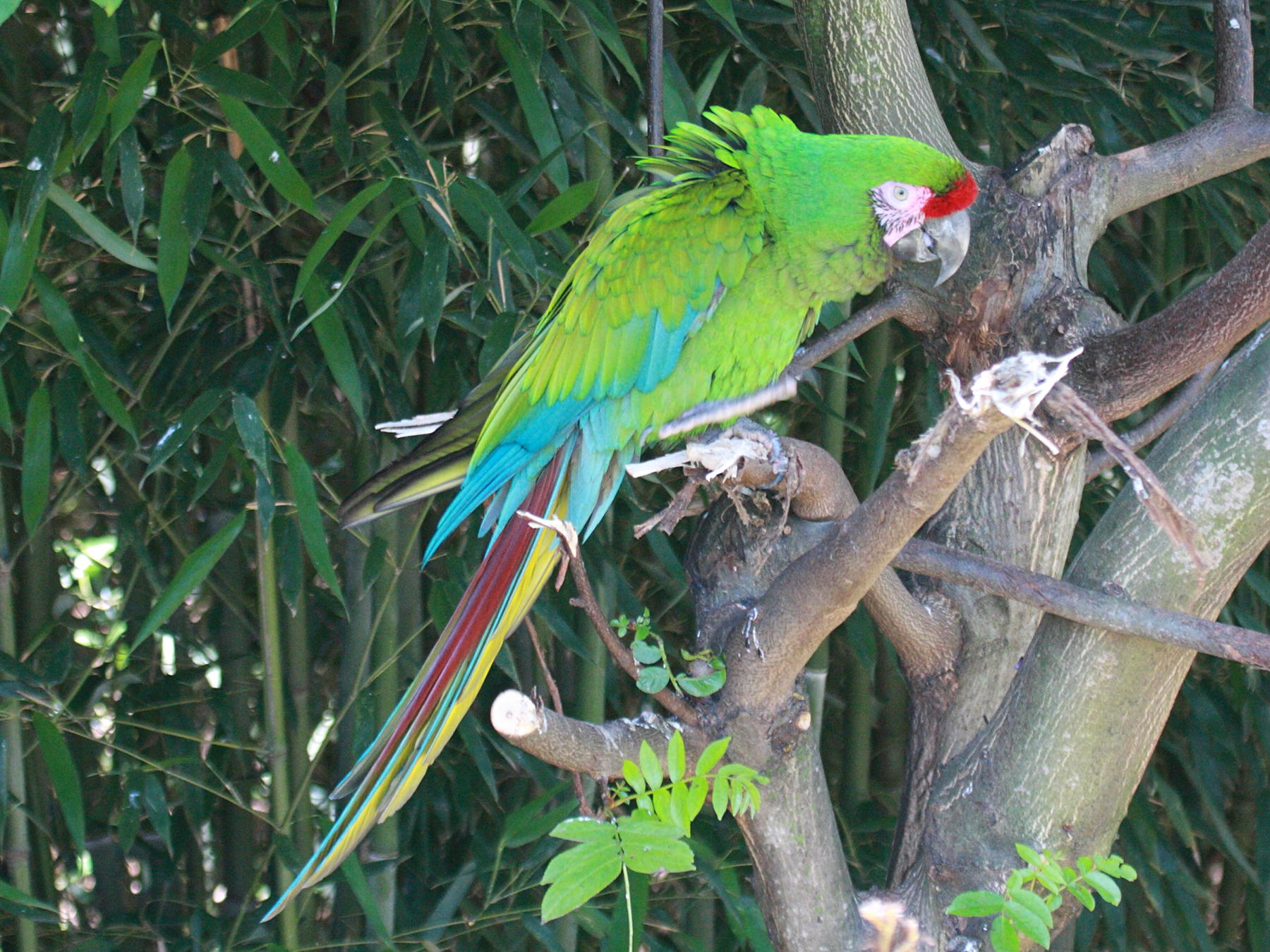 ara_militaire_-_ara_militaris2bd