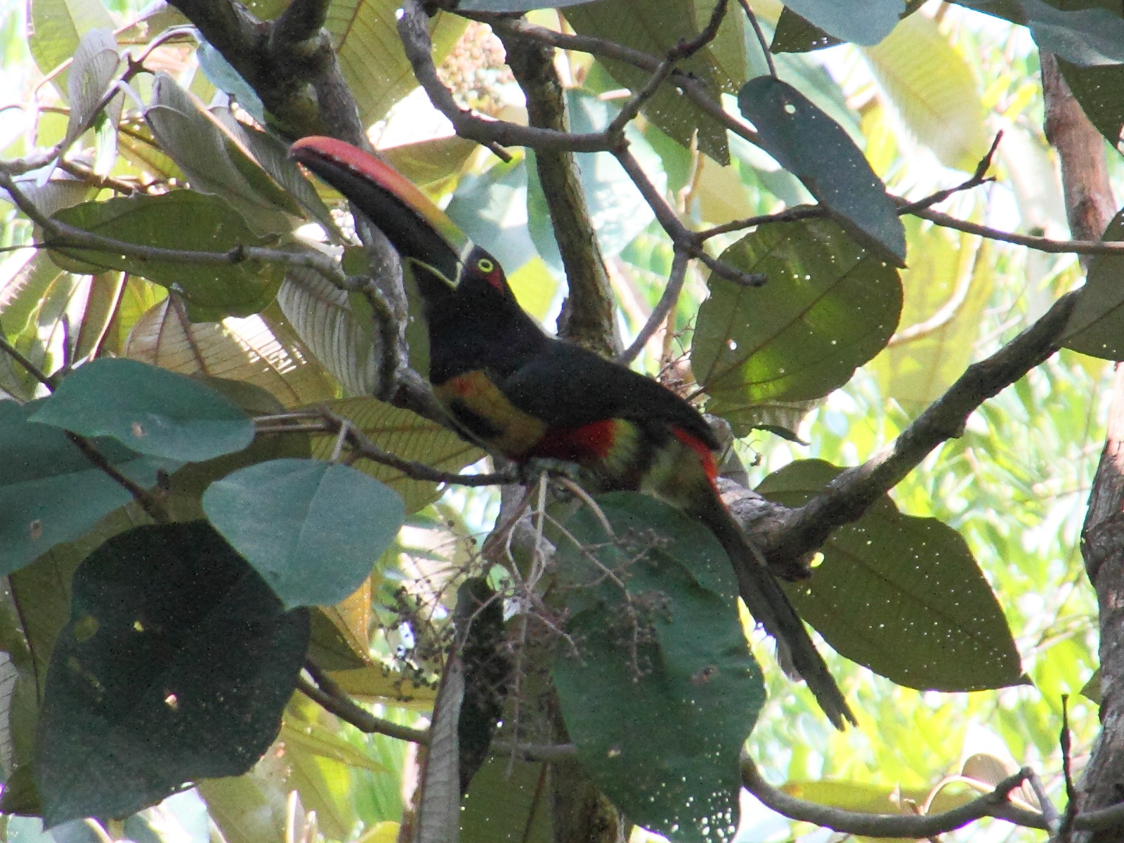 aracari_de_frantzius_-_pteroglossus_frantzii1md