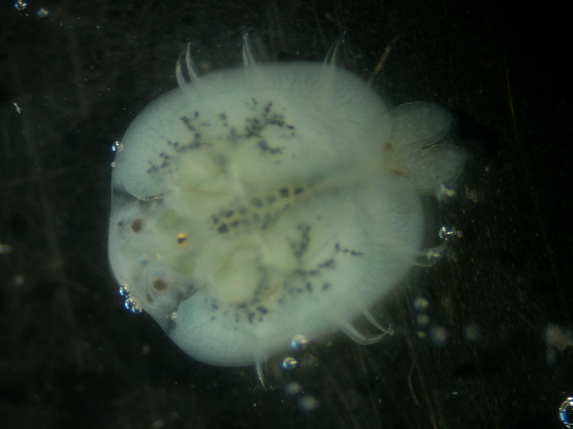 argulus_foliaceus2md