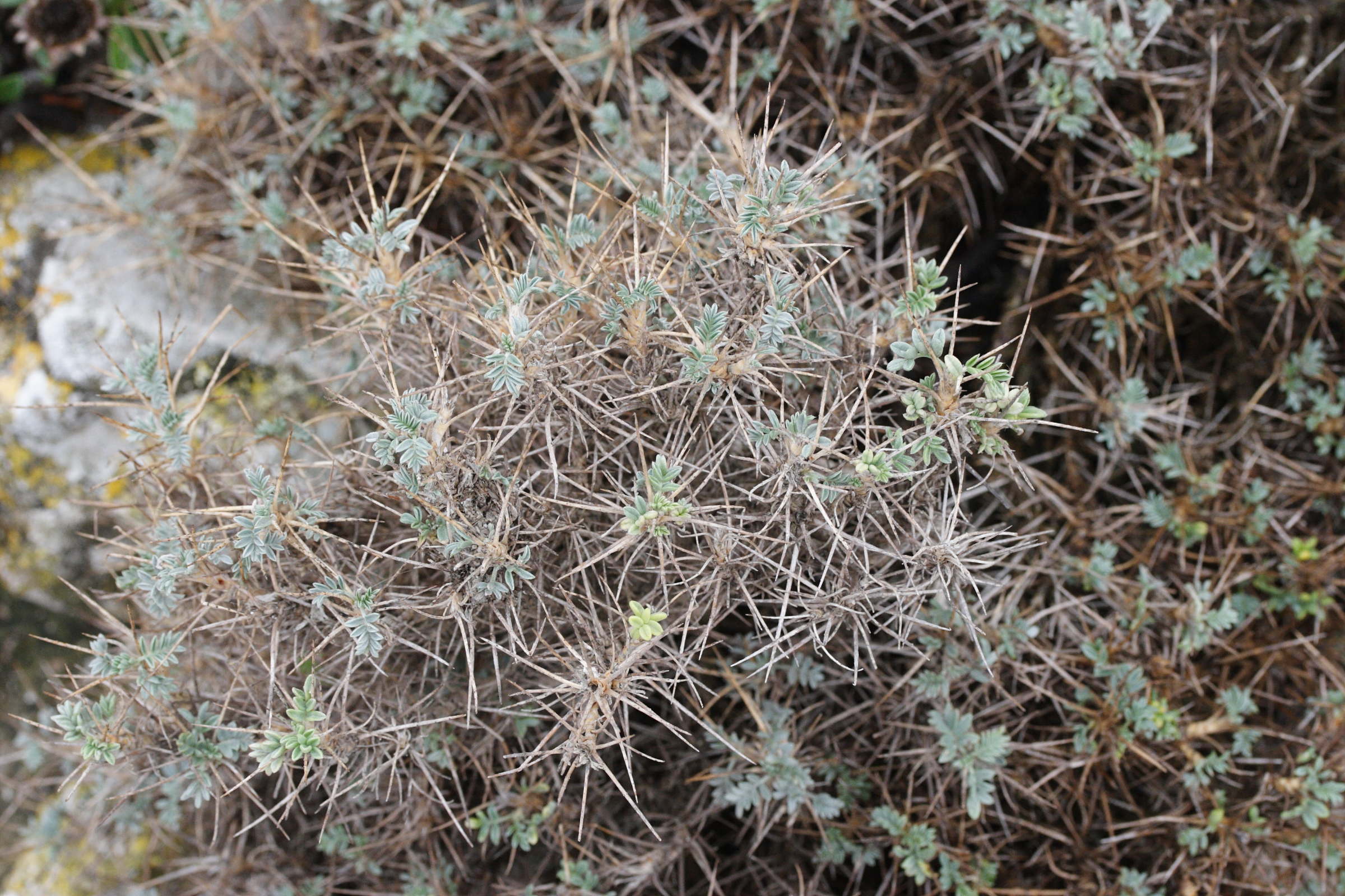 Afficher le média Astragalus_terracianoi Astragalus_terracianoi