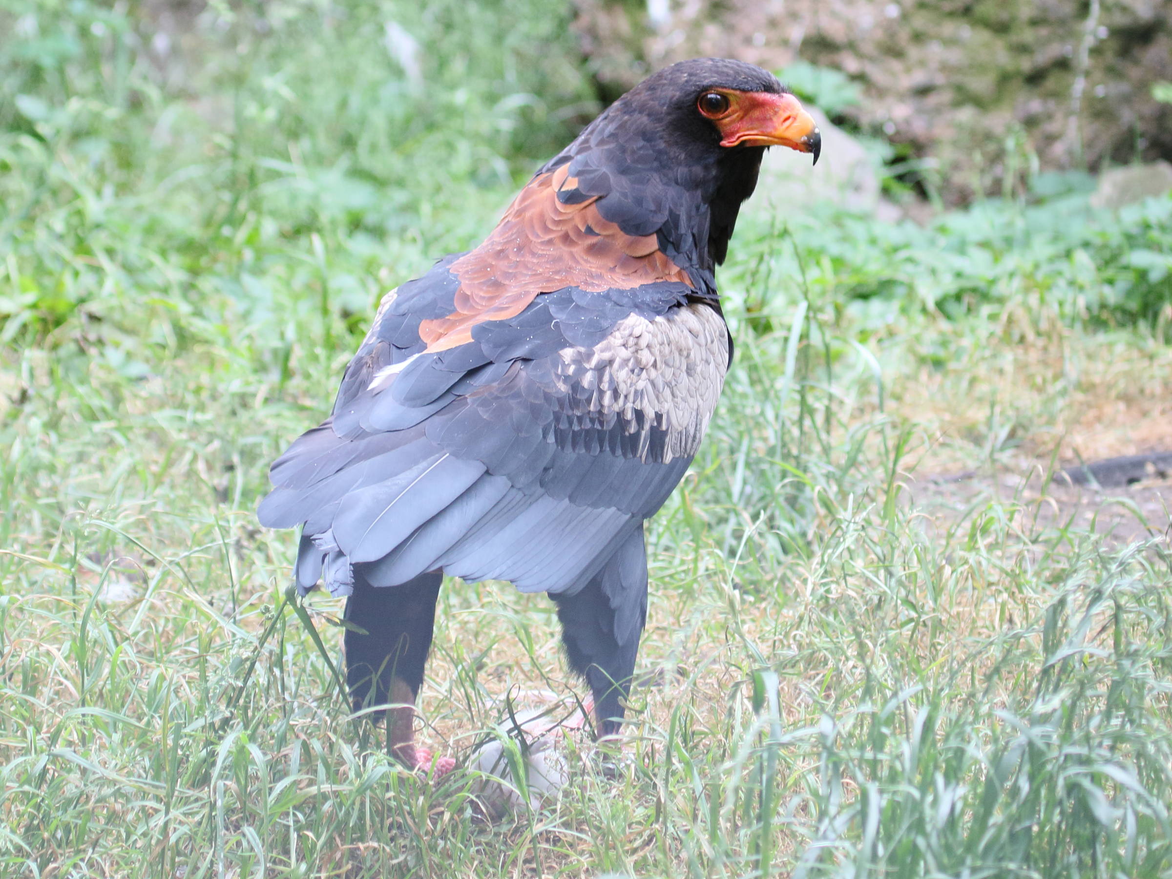 Afficher le média bateleur_des_savanes_-_terathopius_ecaudatus1bd bateleur_des_savanes_-_terathopius_ecaudatus1bd