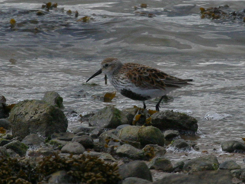 becasseau_variable_-_calidris_alpina2bd