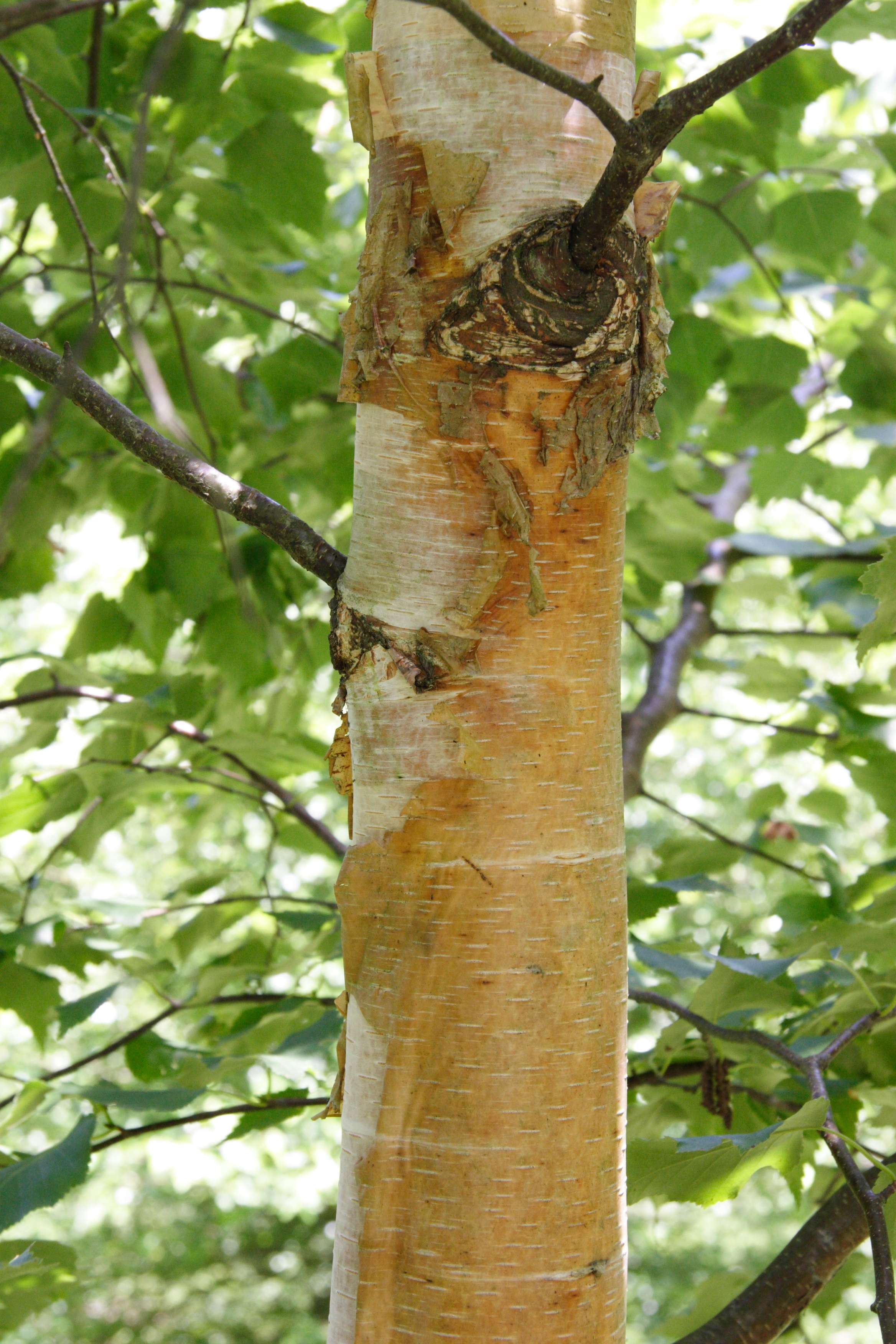 betula_platyphylla_japonica2md