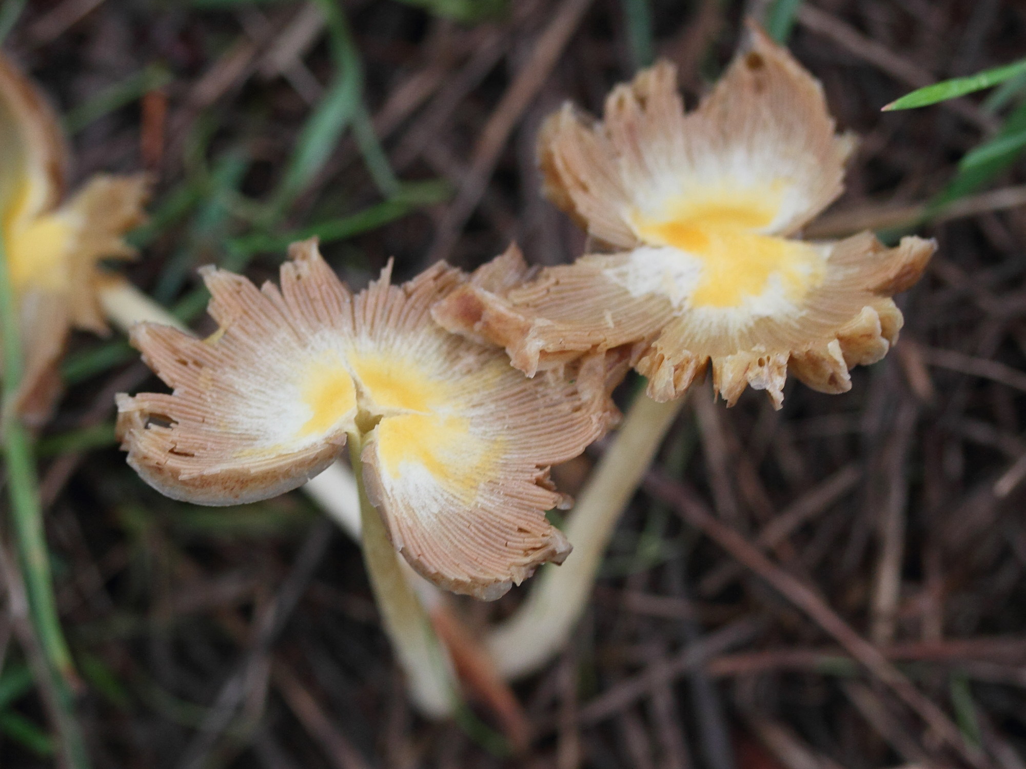 bolbitius_vitellinus3md