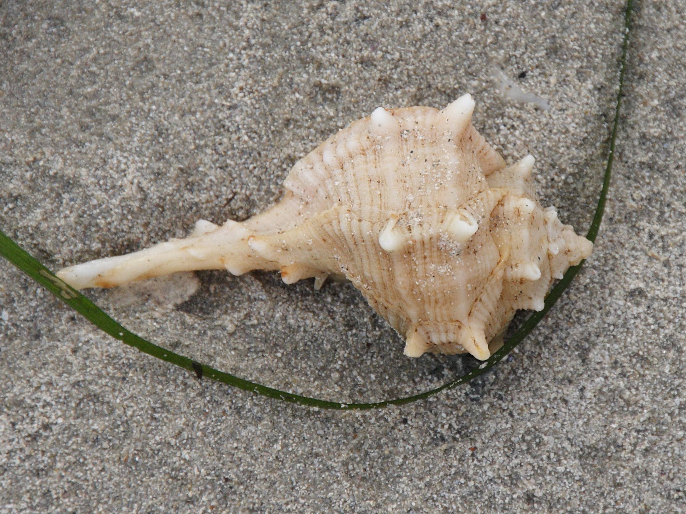 bolinus_brandaris4bd