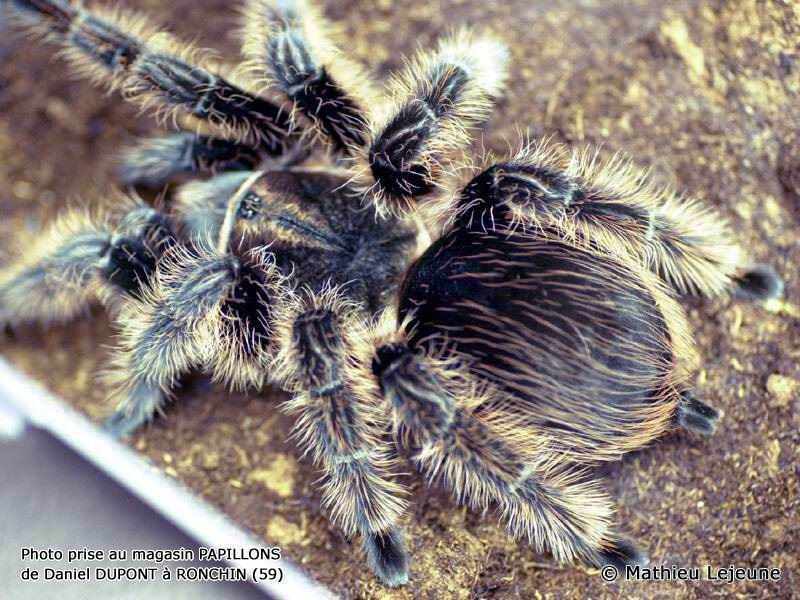 brachypelma_albopilosa1ml