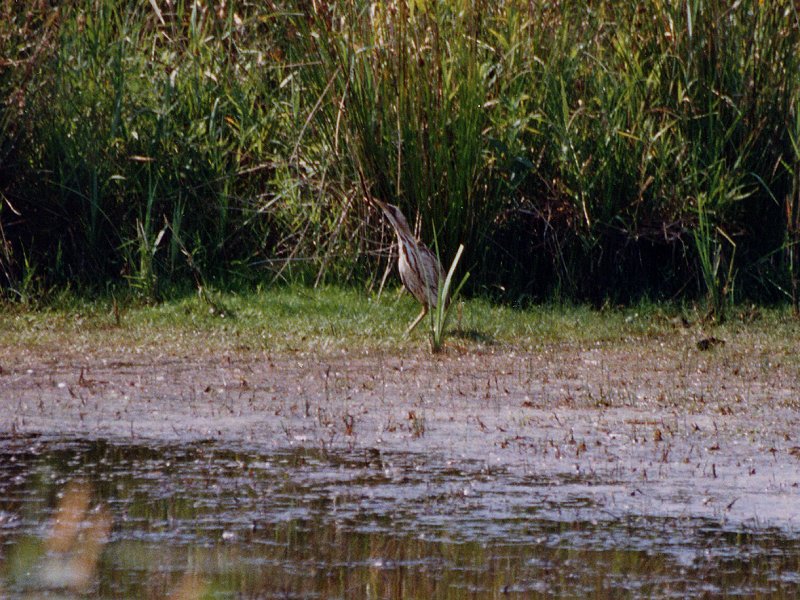 butor_etoile_-_botaurus_stellaris3sd