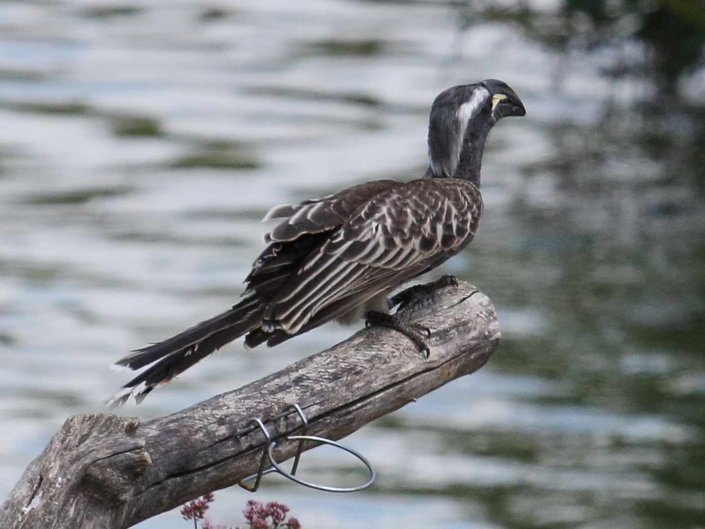 calao_a_bec_noir_-_tockus_nasutus3bd