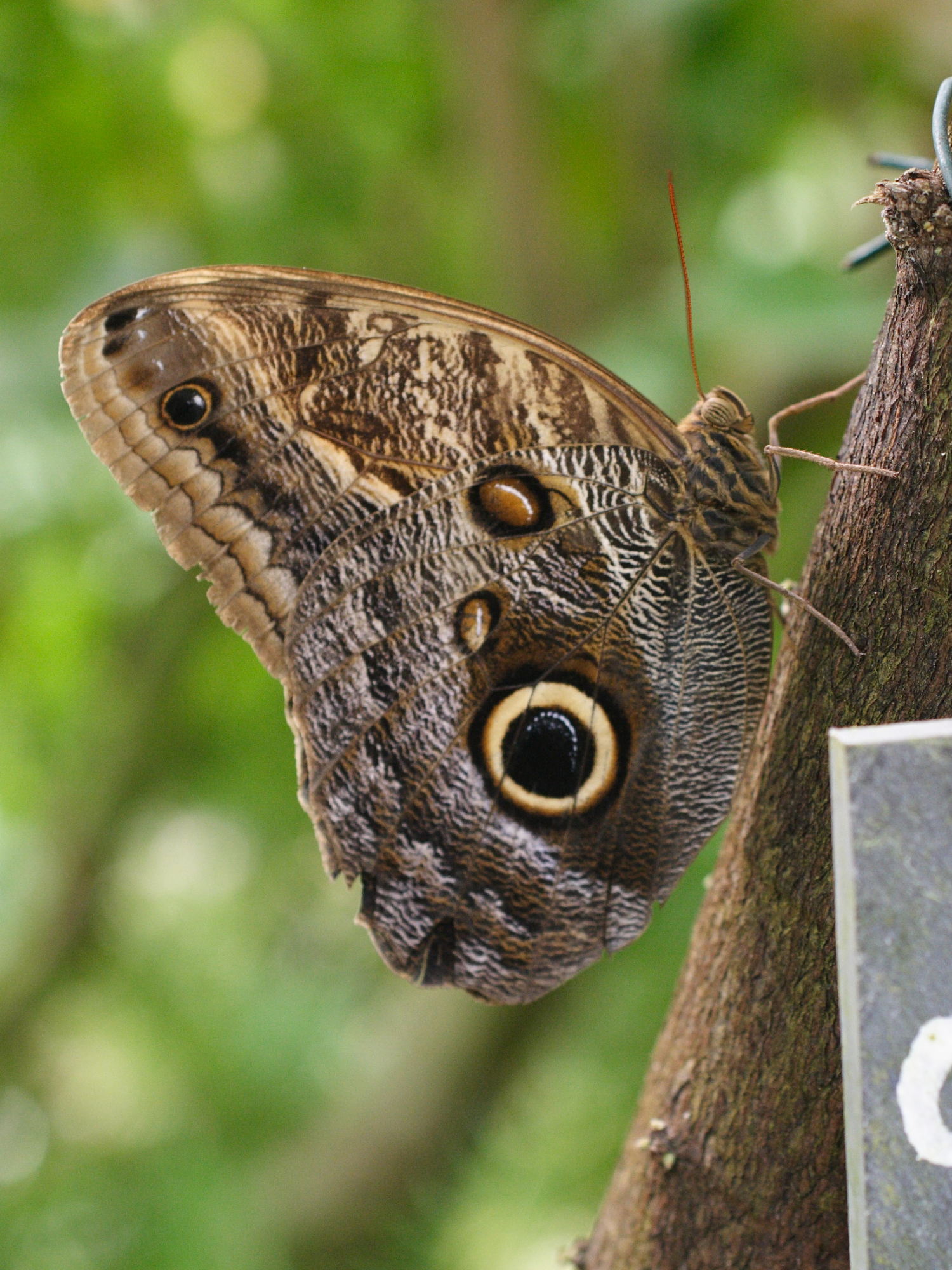 caligo_eurilochus1md