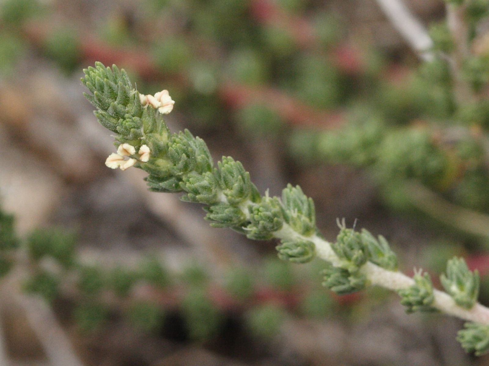 Afficher le média Camphorosma_monspeliaca Camphorosma_monspeliaca