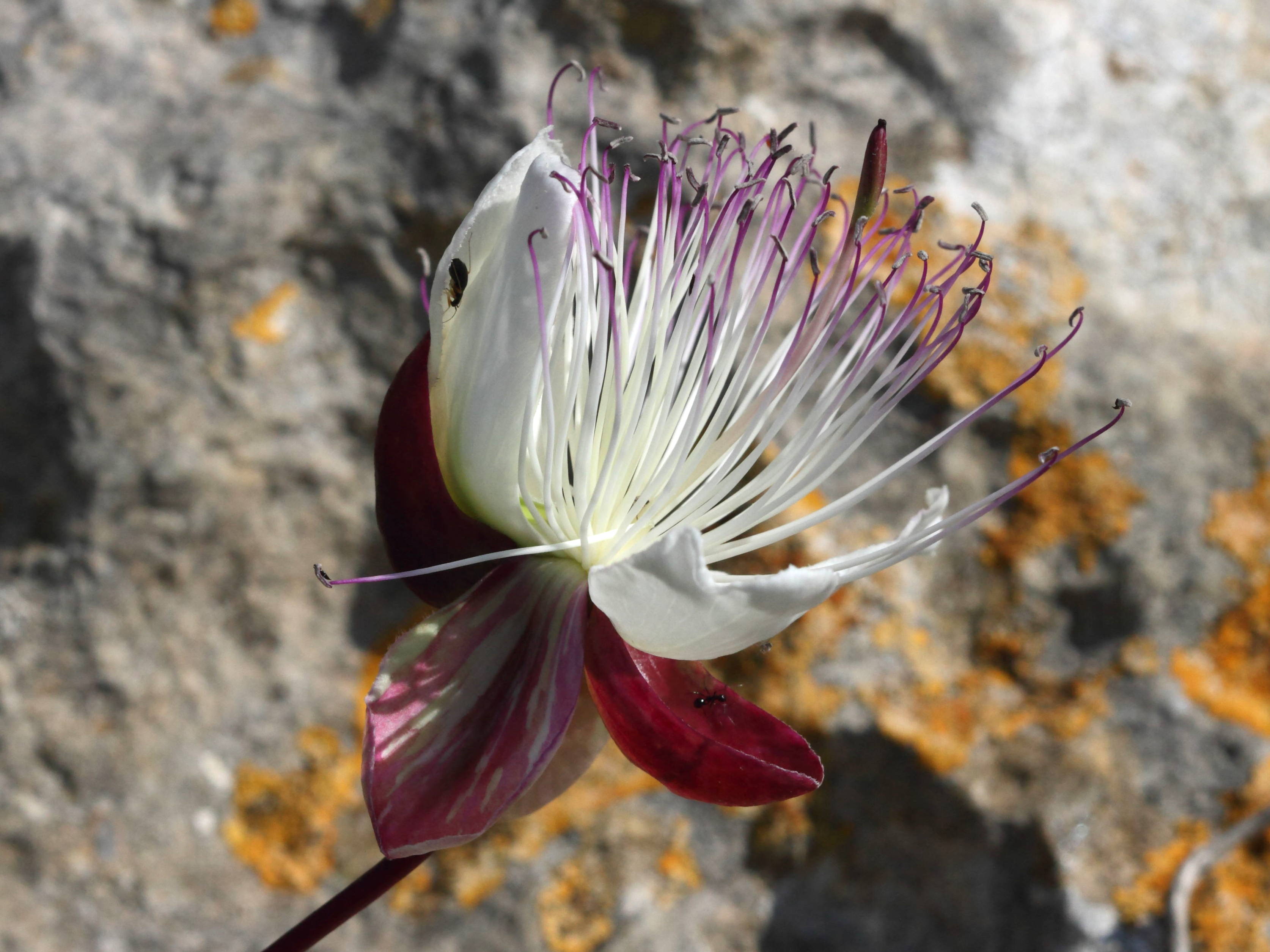 capparis_spinosa3bd