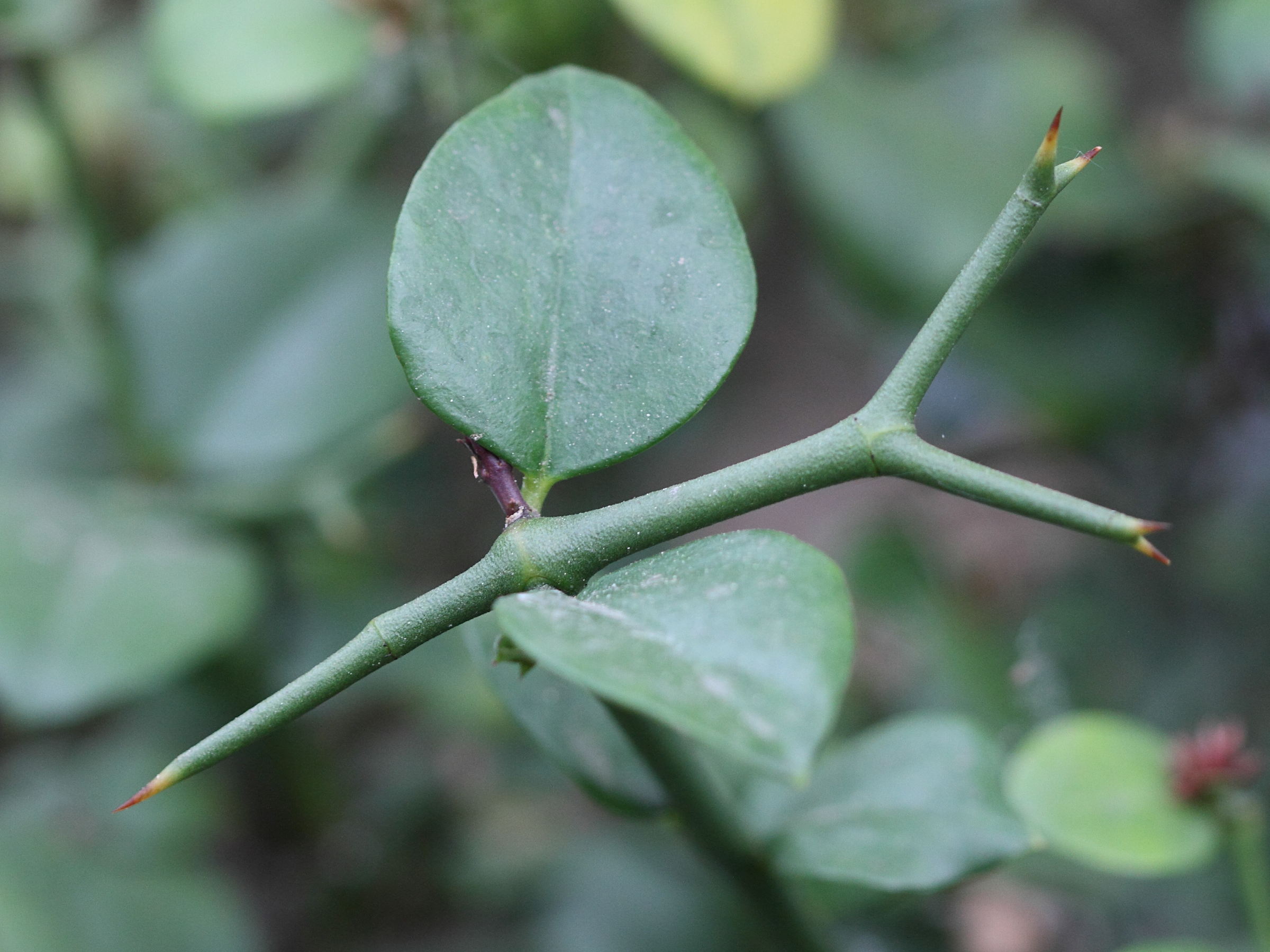 carissa_bispinosa3bd