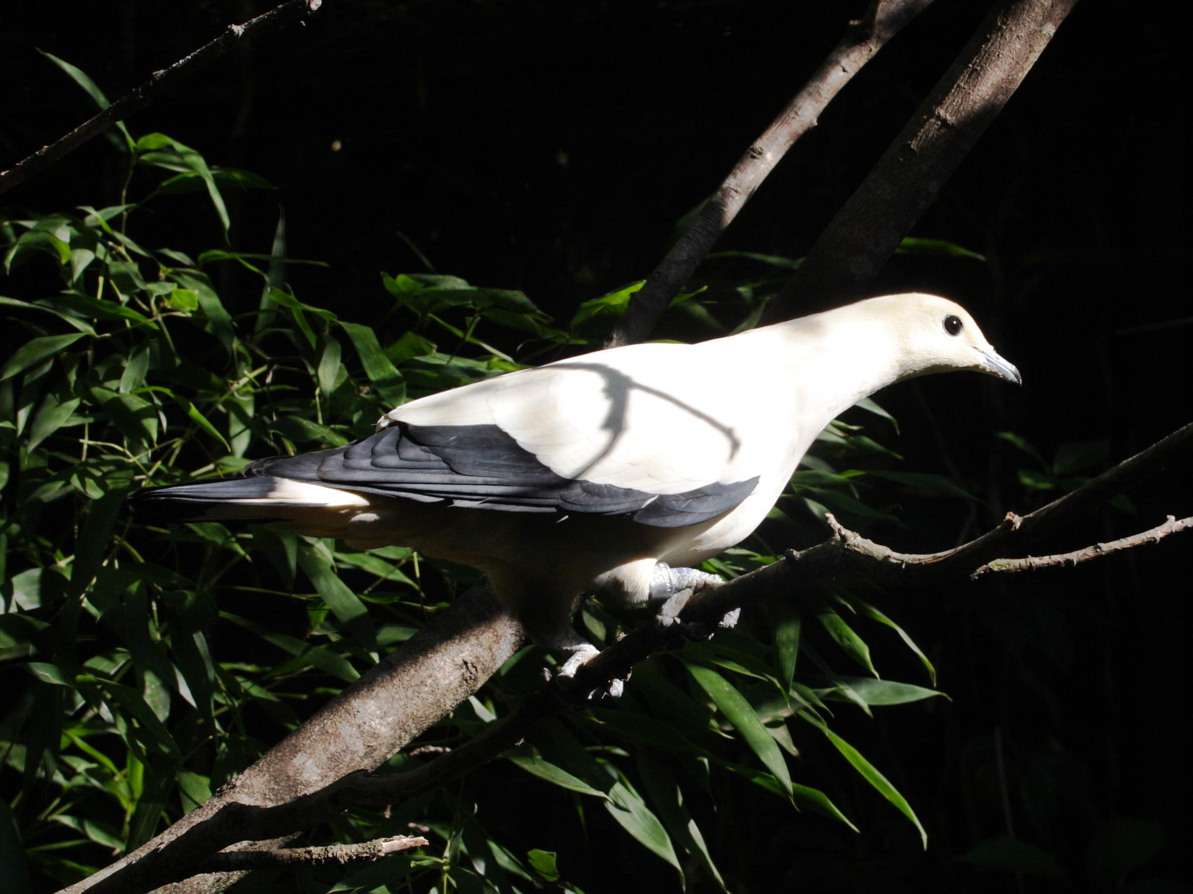 carpophage_blanc_-_ducula_bicolor3md