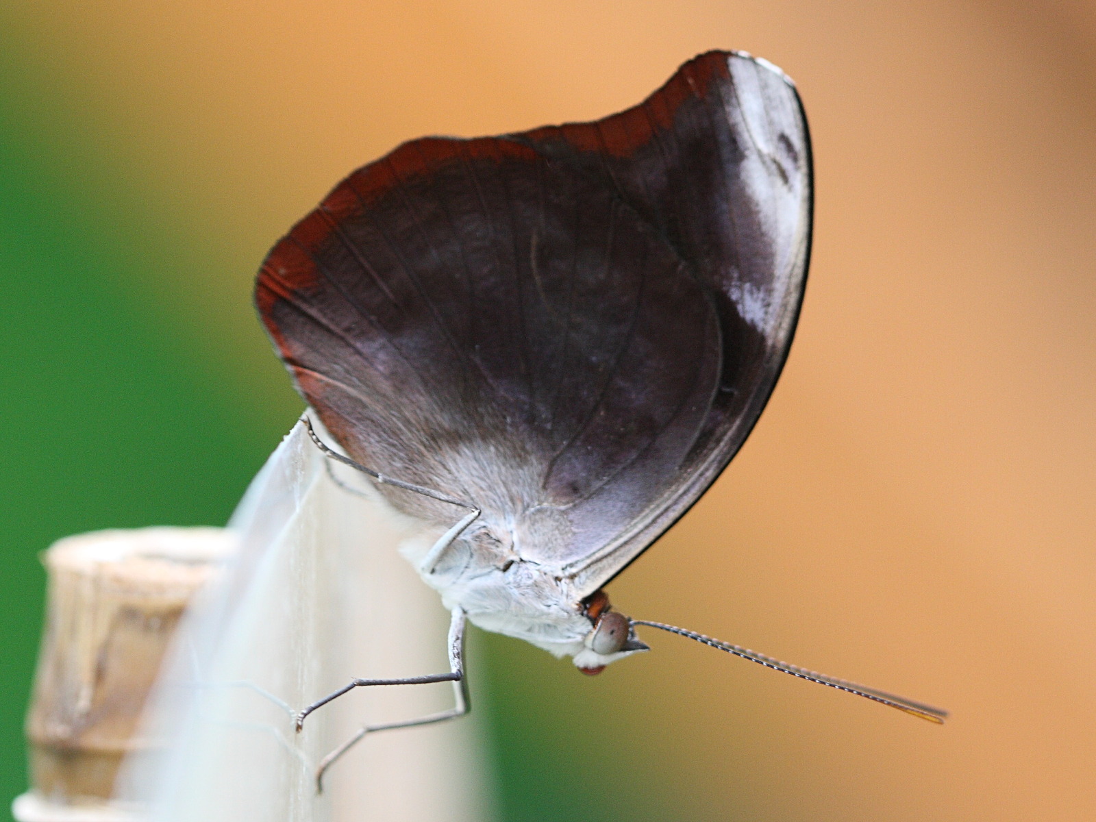 catonephele_orites4bd