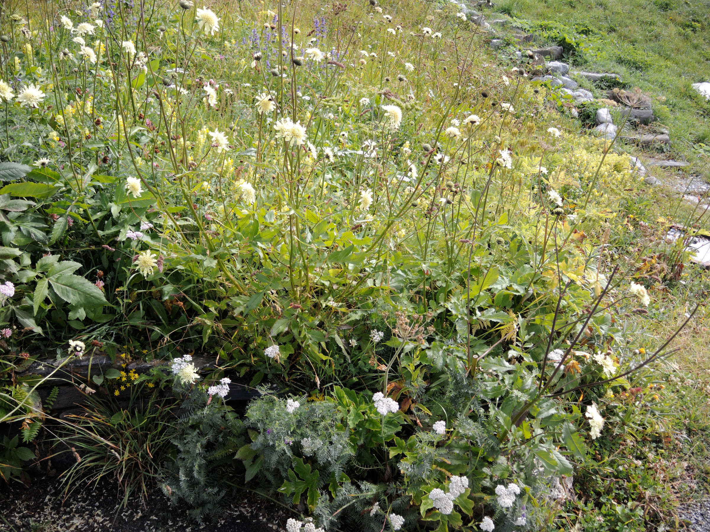 cephalaria_gigantea5md