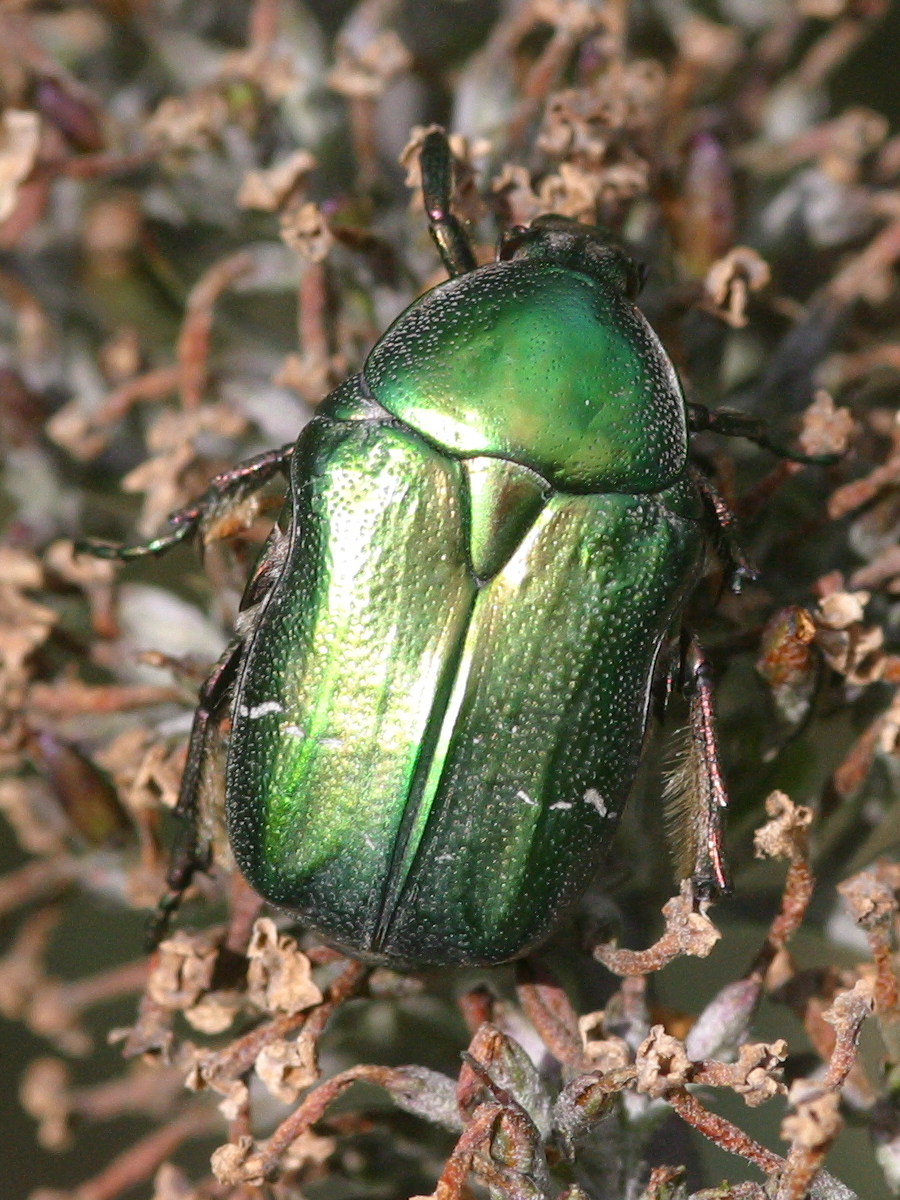 cetonia_aurata3bd