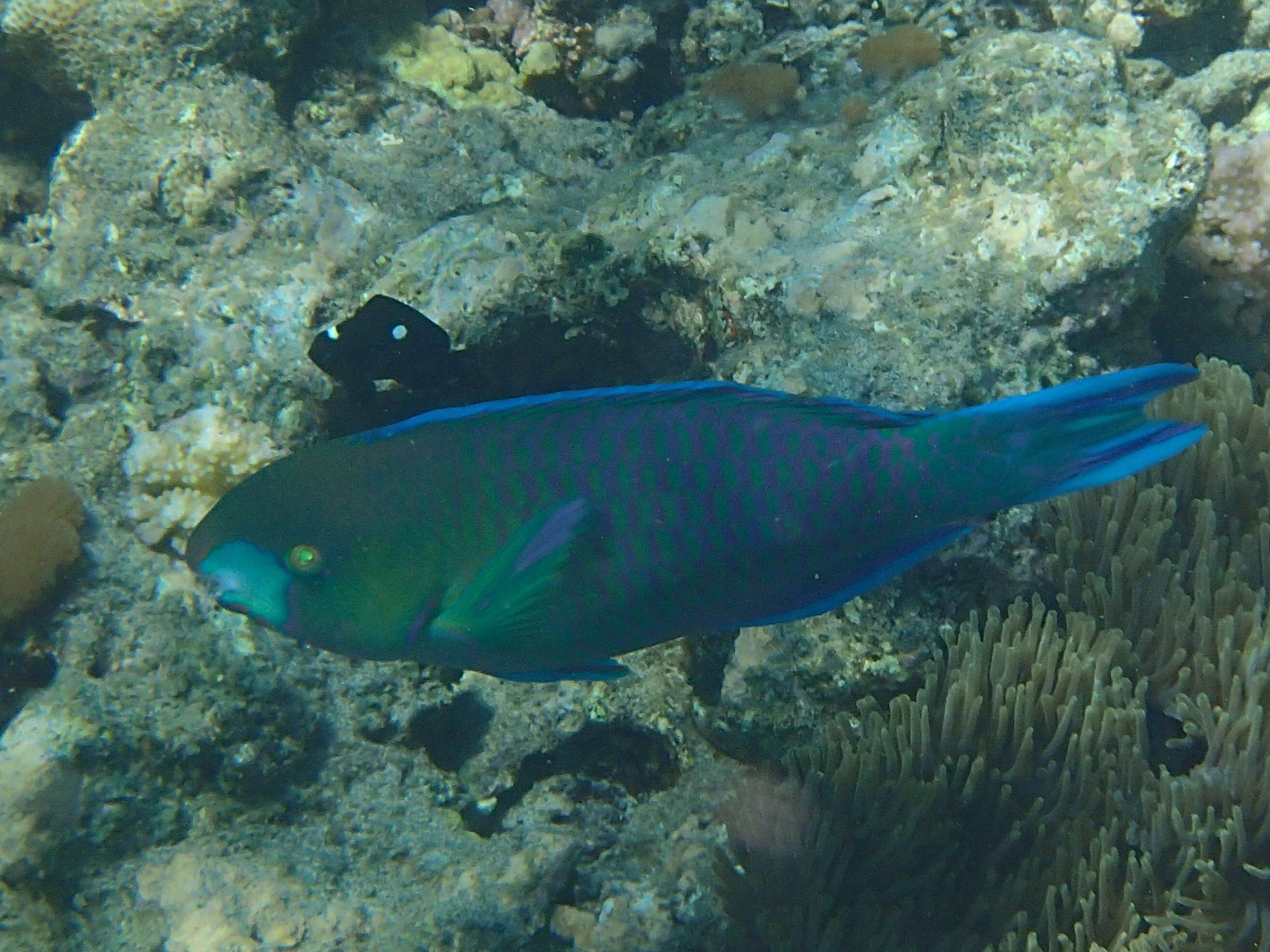 Afficher le média chlorurus_sordidus1bd chlorurus_sordidus1bd