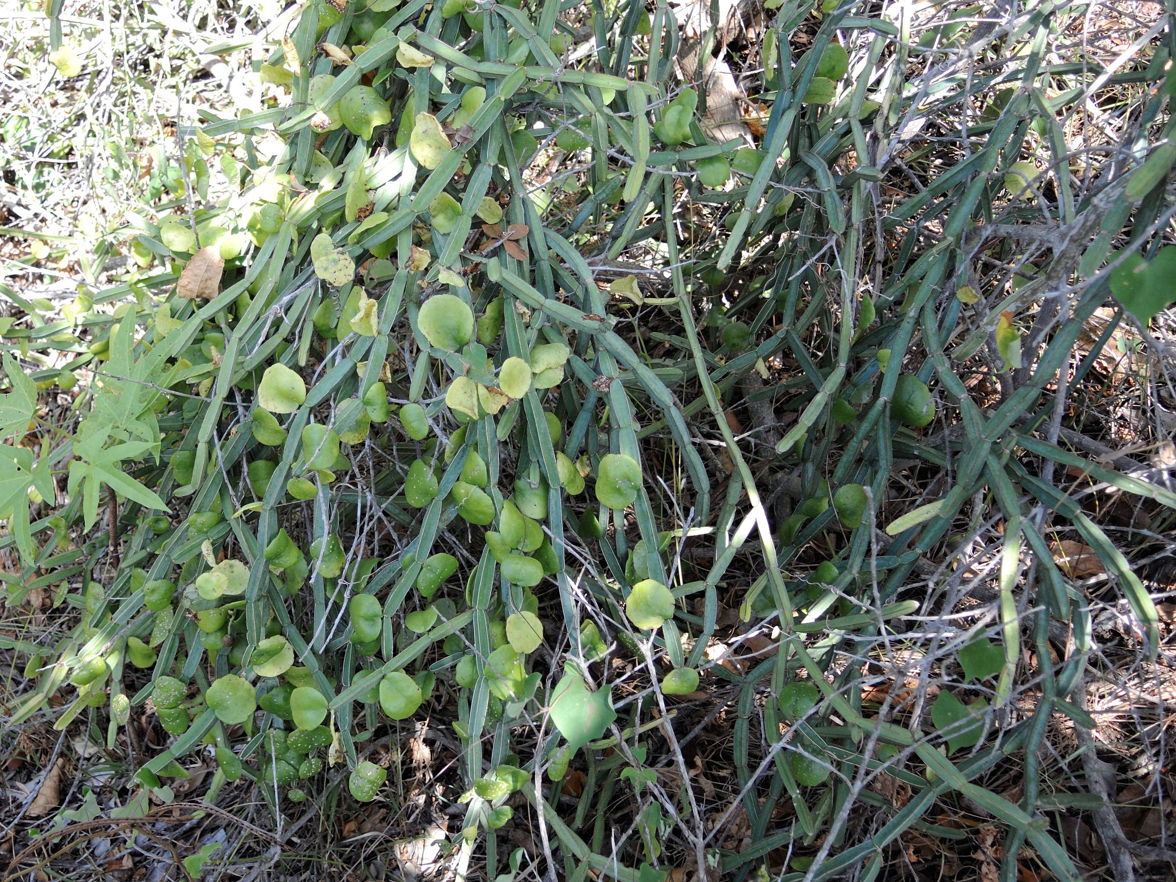 Afficher le média cissus_quadrangularis5md cissus_quadrangularis5md