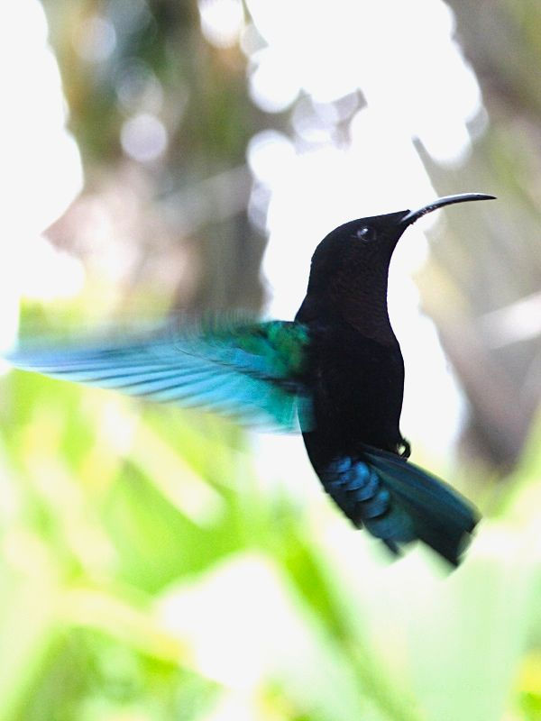 colibri_madere_-_eulampis_jugularis1md