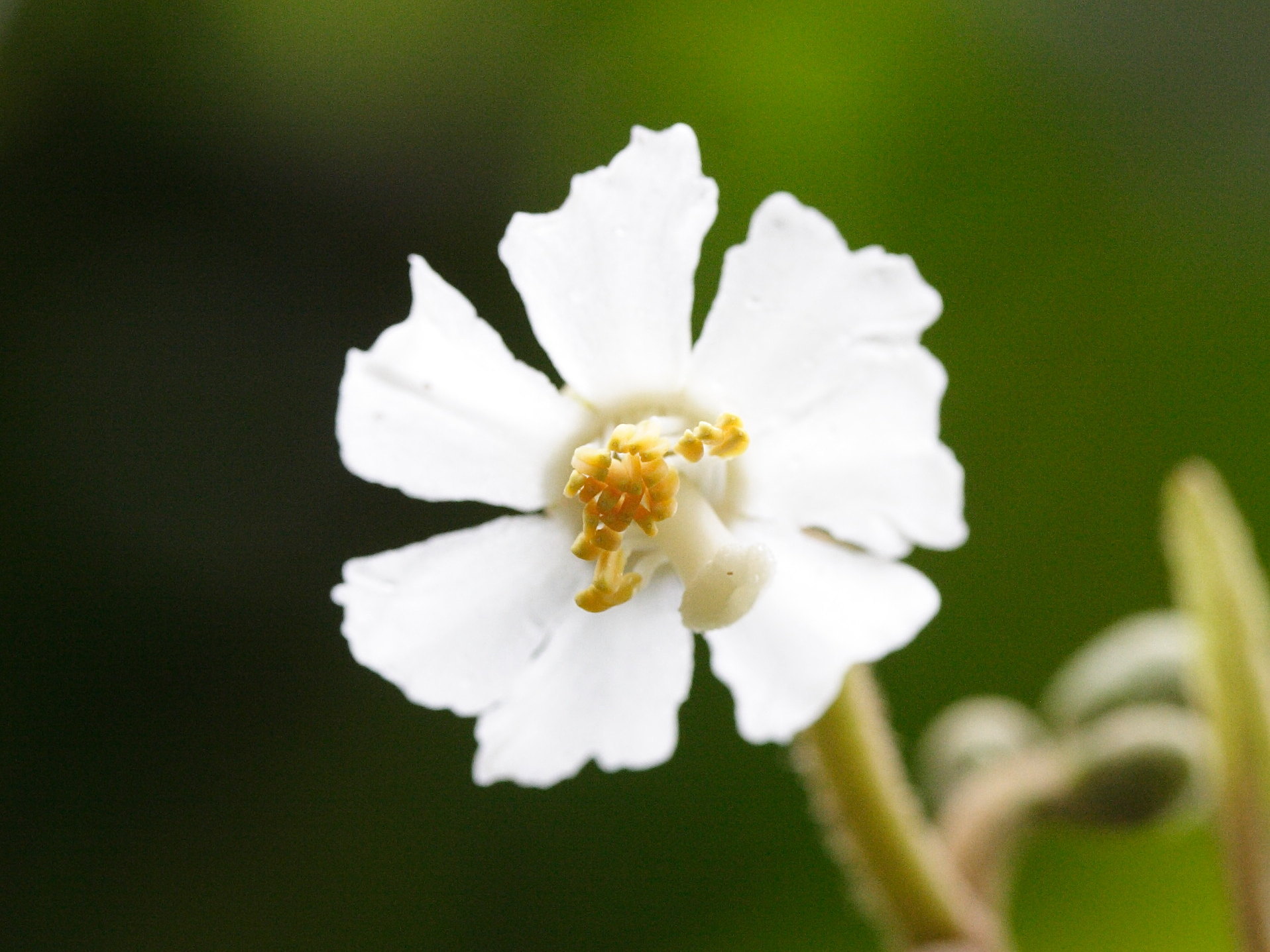 conostegia_icosandra3md