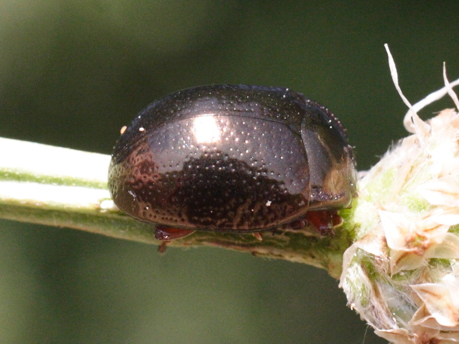 Afficher le média cryptocephalus_nitidus2md cryptocephalus_nitidus2md