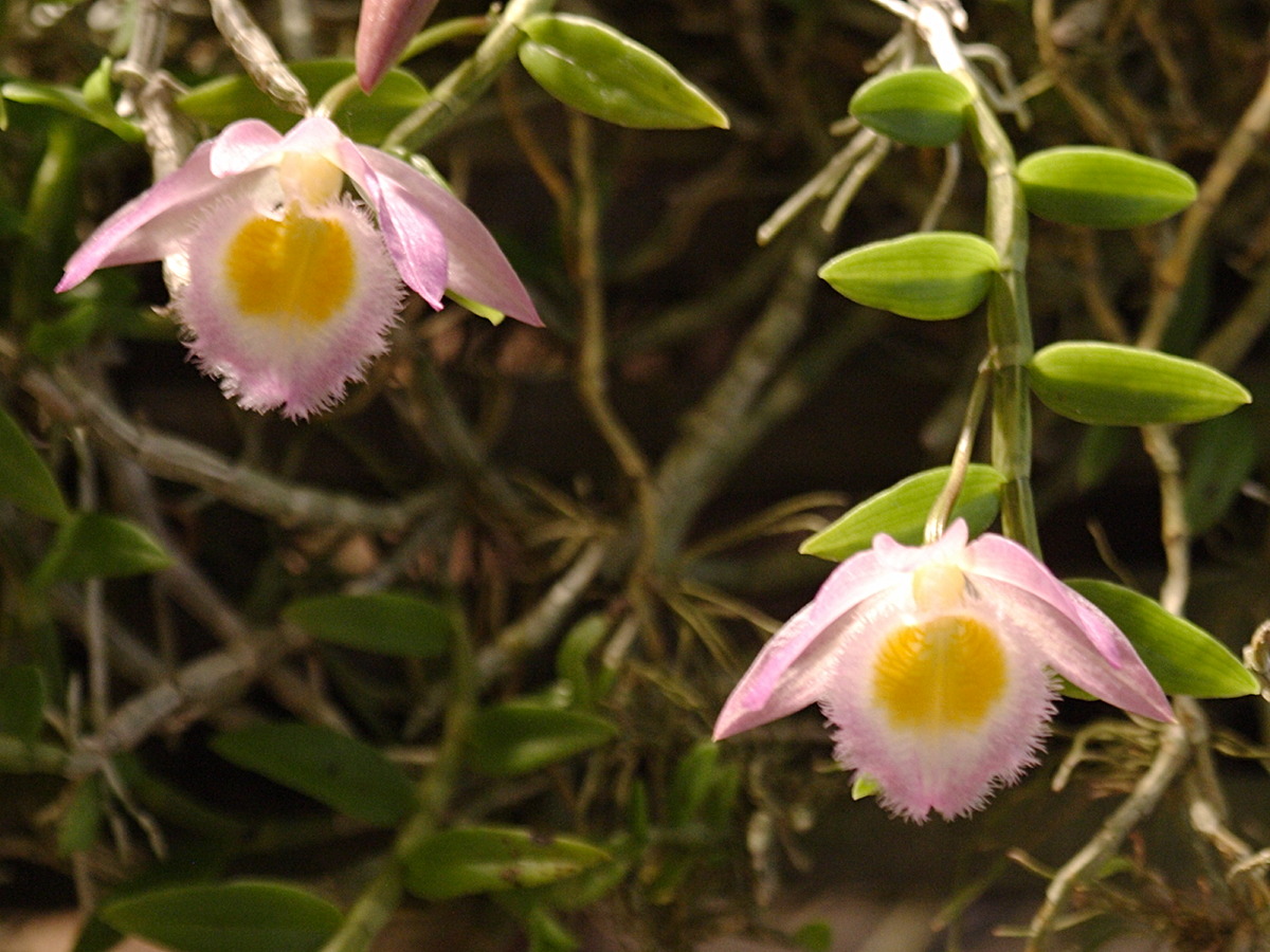 dendrobium_loddigesii2bd