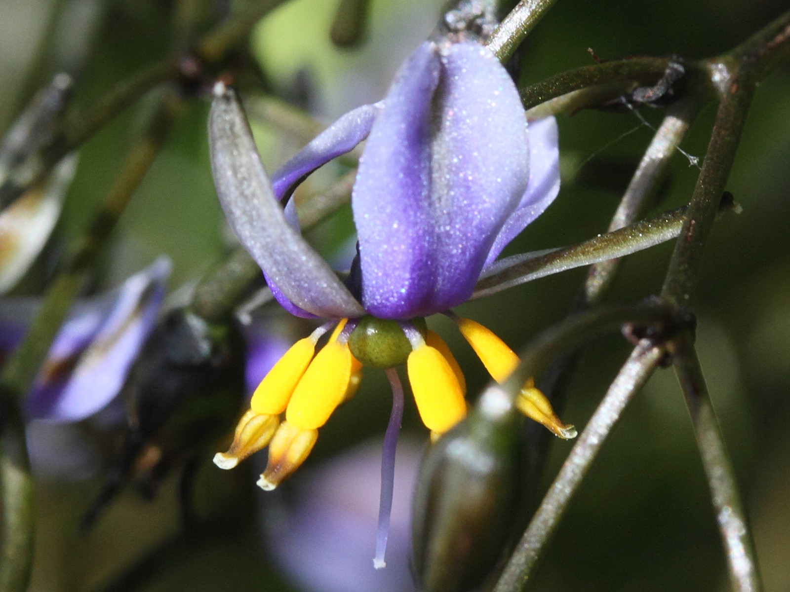 dianella_tasmanica1md