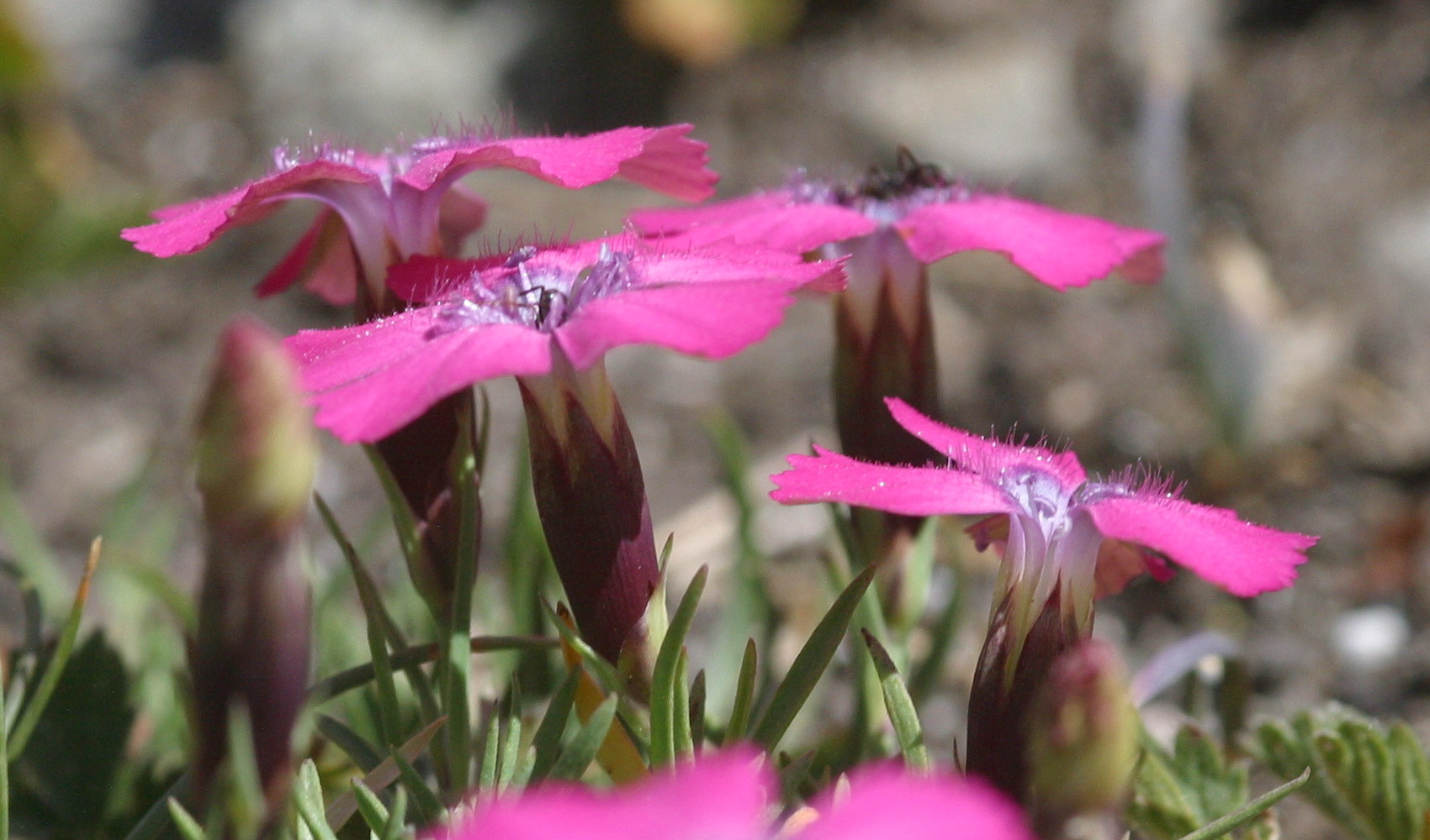 dianthus_deltoides3md