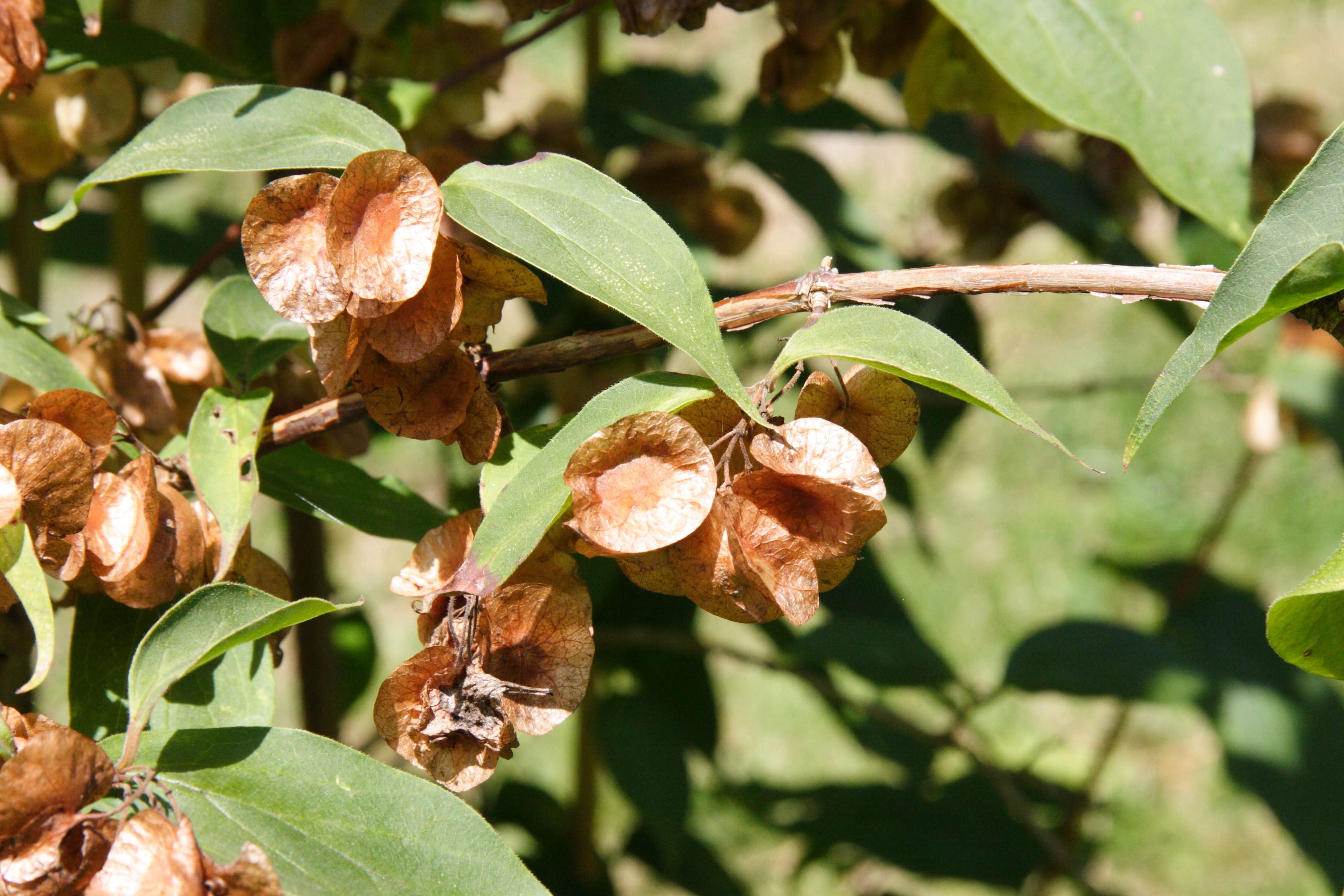 dipelta_floribunda2md