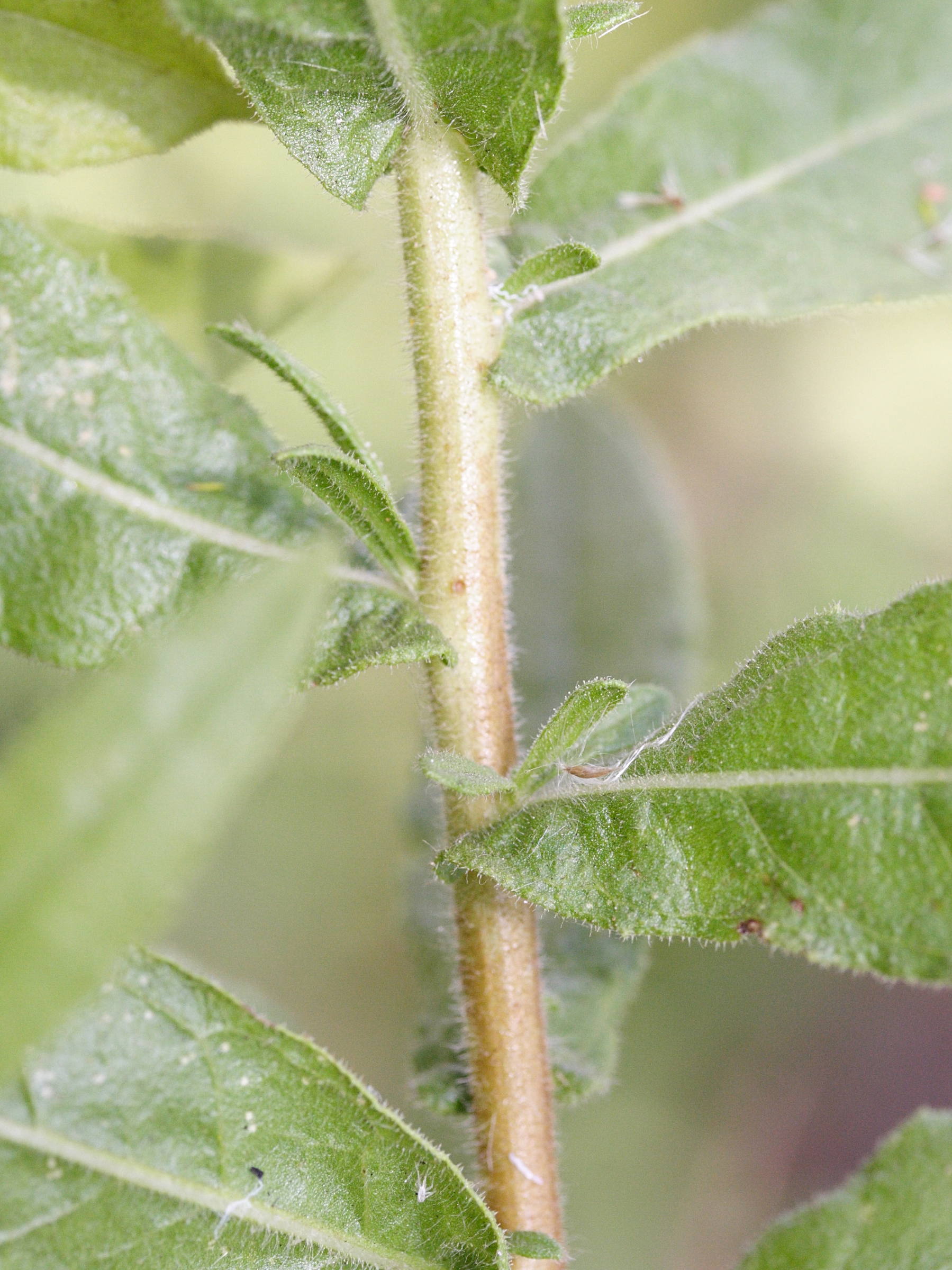 Afficher le média dittrichia_viscosa2md dittrichia_viscosa2md