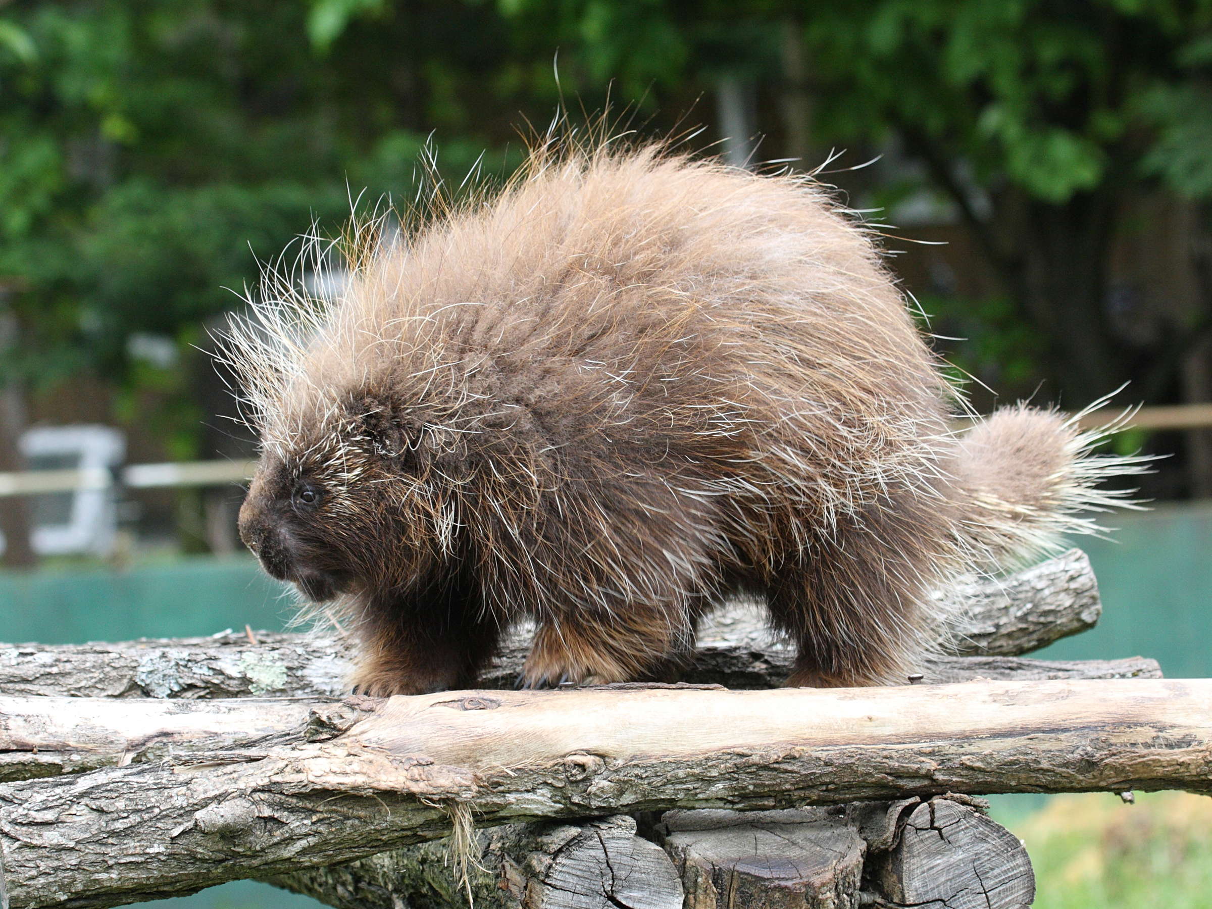 erethizon_dorsatum2md