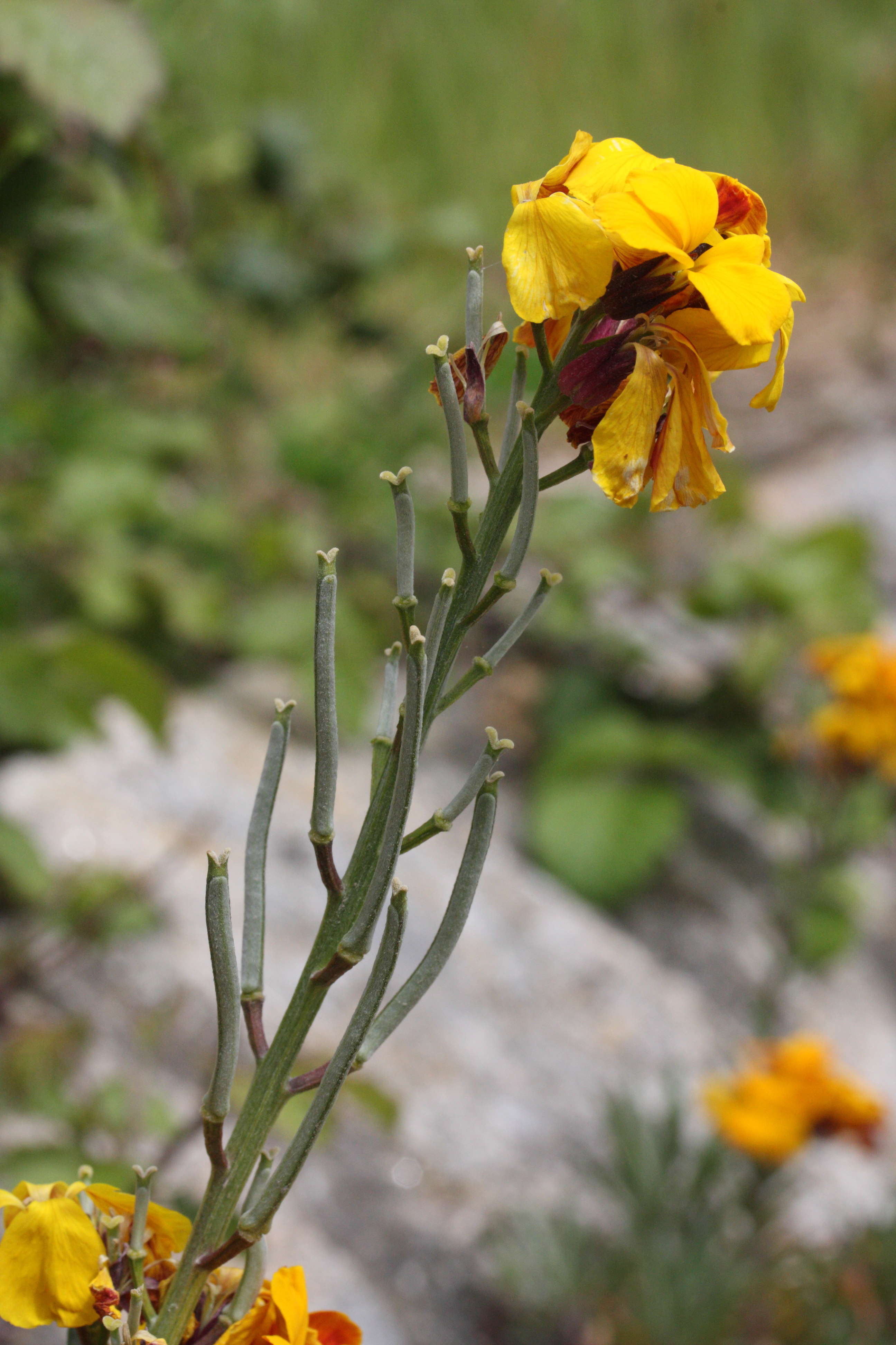 Afficher le média Erysimum_cheiri Erysimum_cheiri