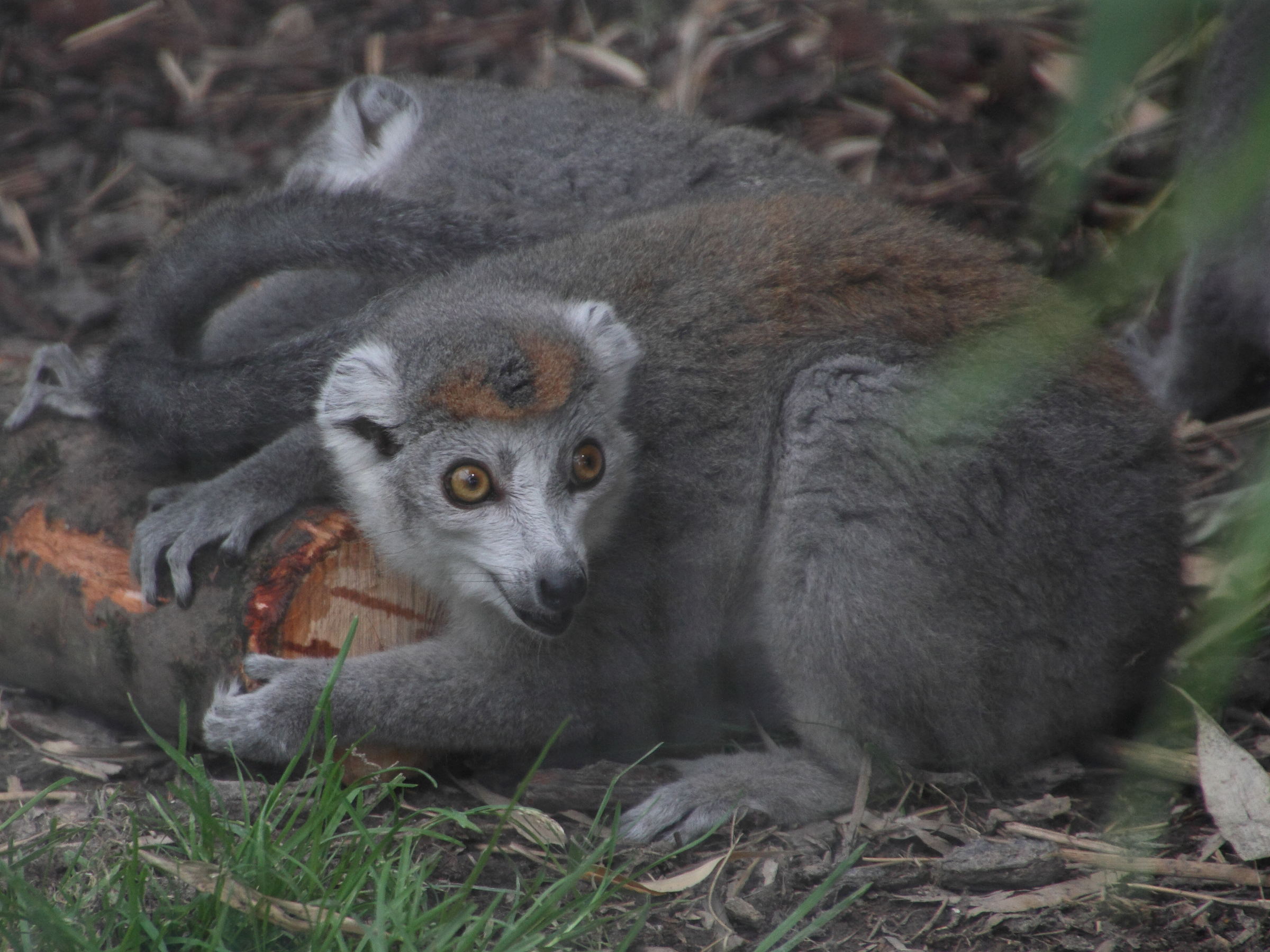 eulemur_coronatus4md