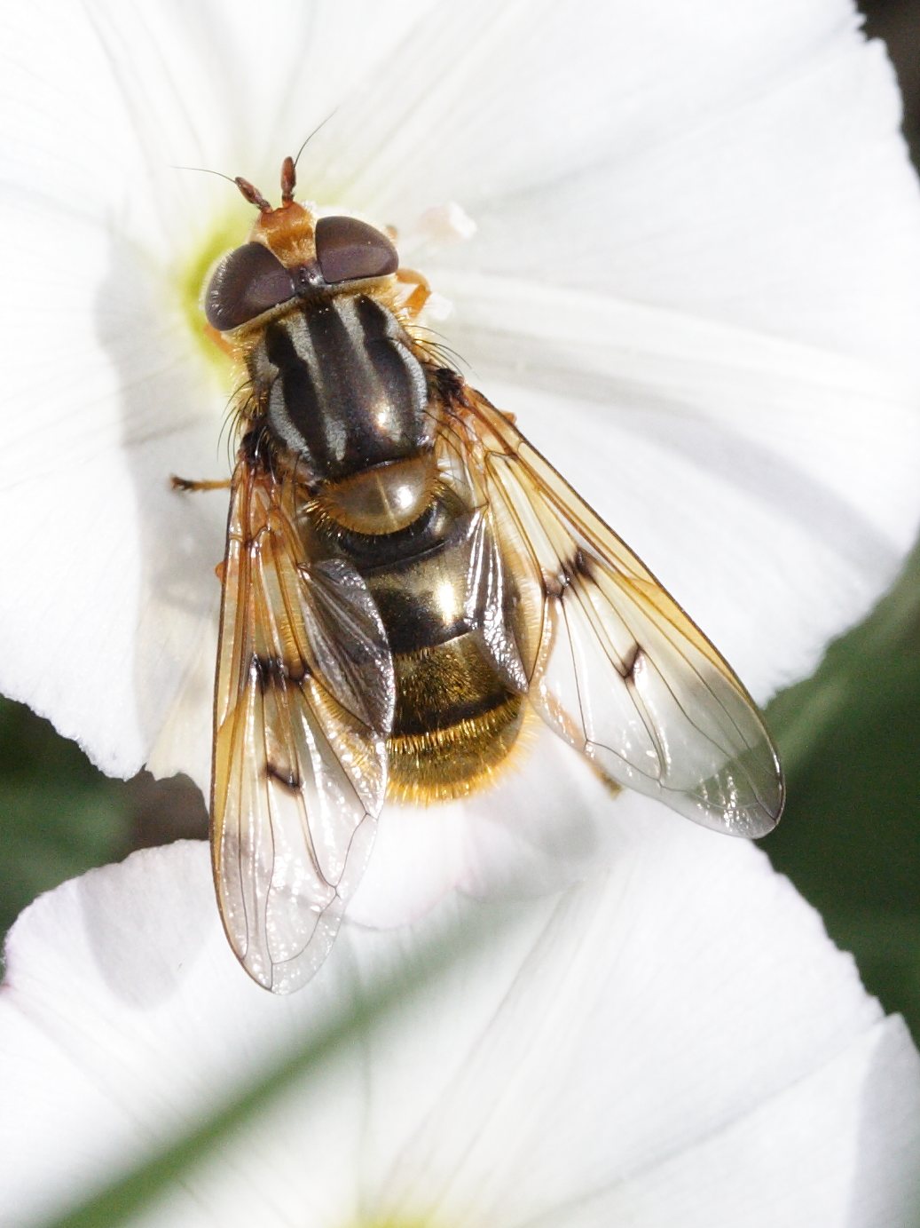 ferdinandea_cuprea1md