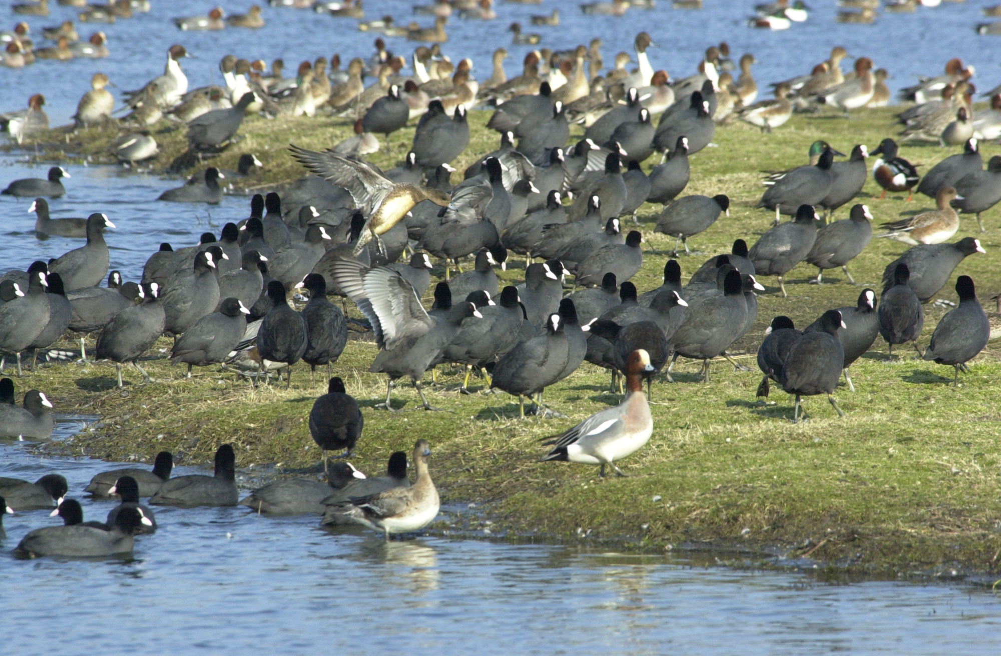 foulque_macroule_-_fulica_atra2md